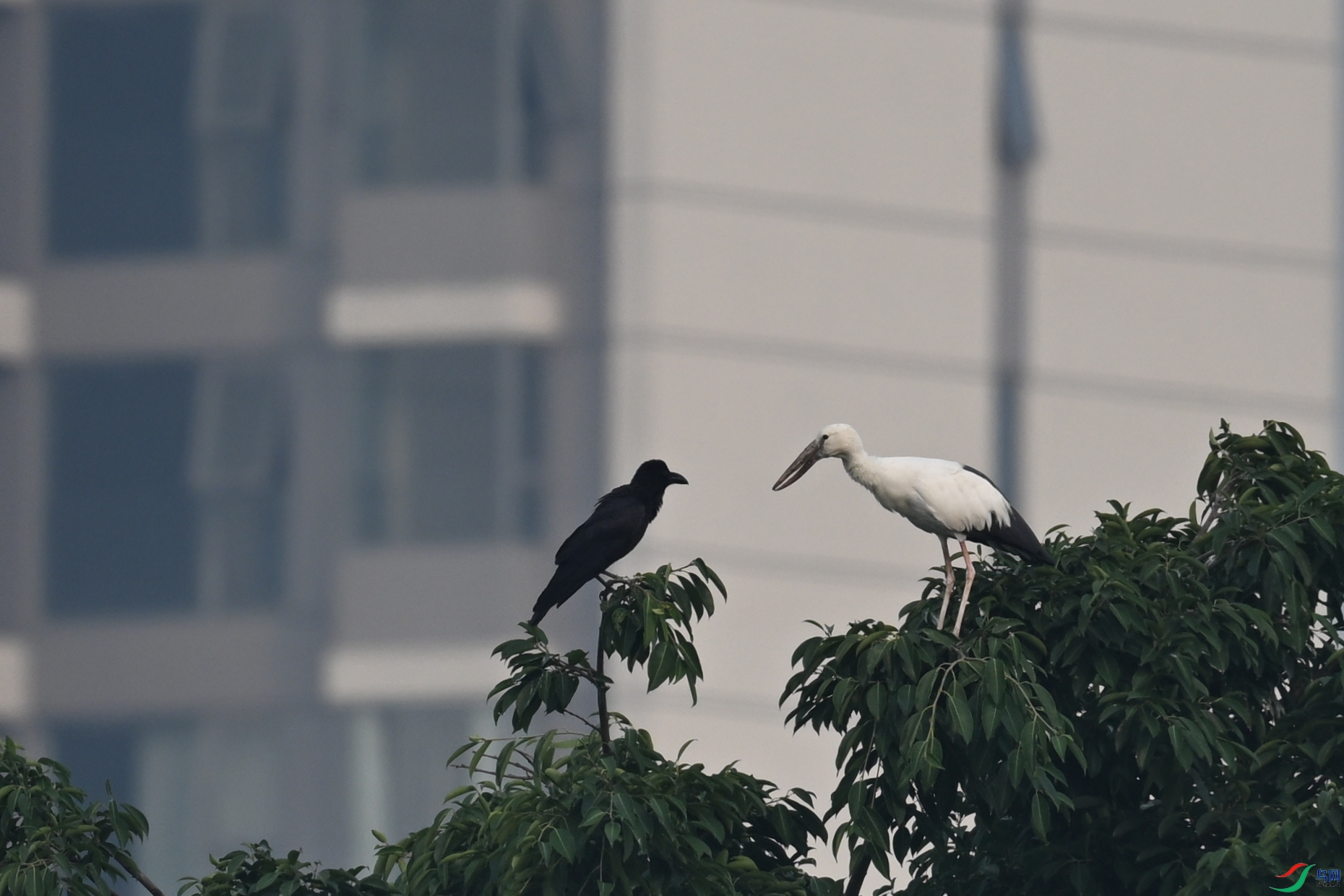 DSC_6262.JPG