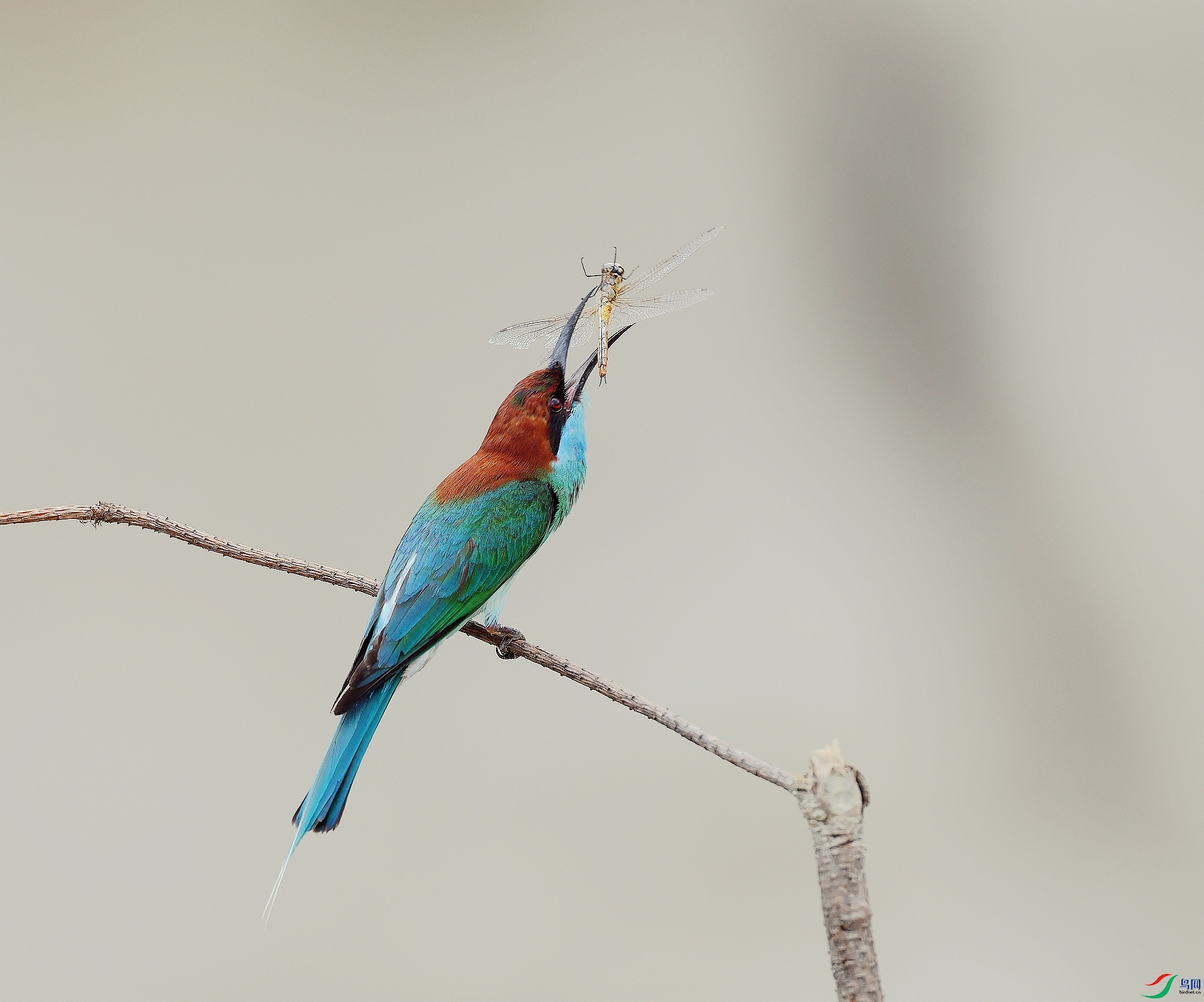DSC_5329.jpg