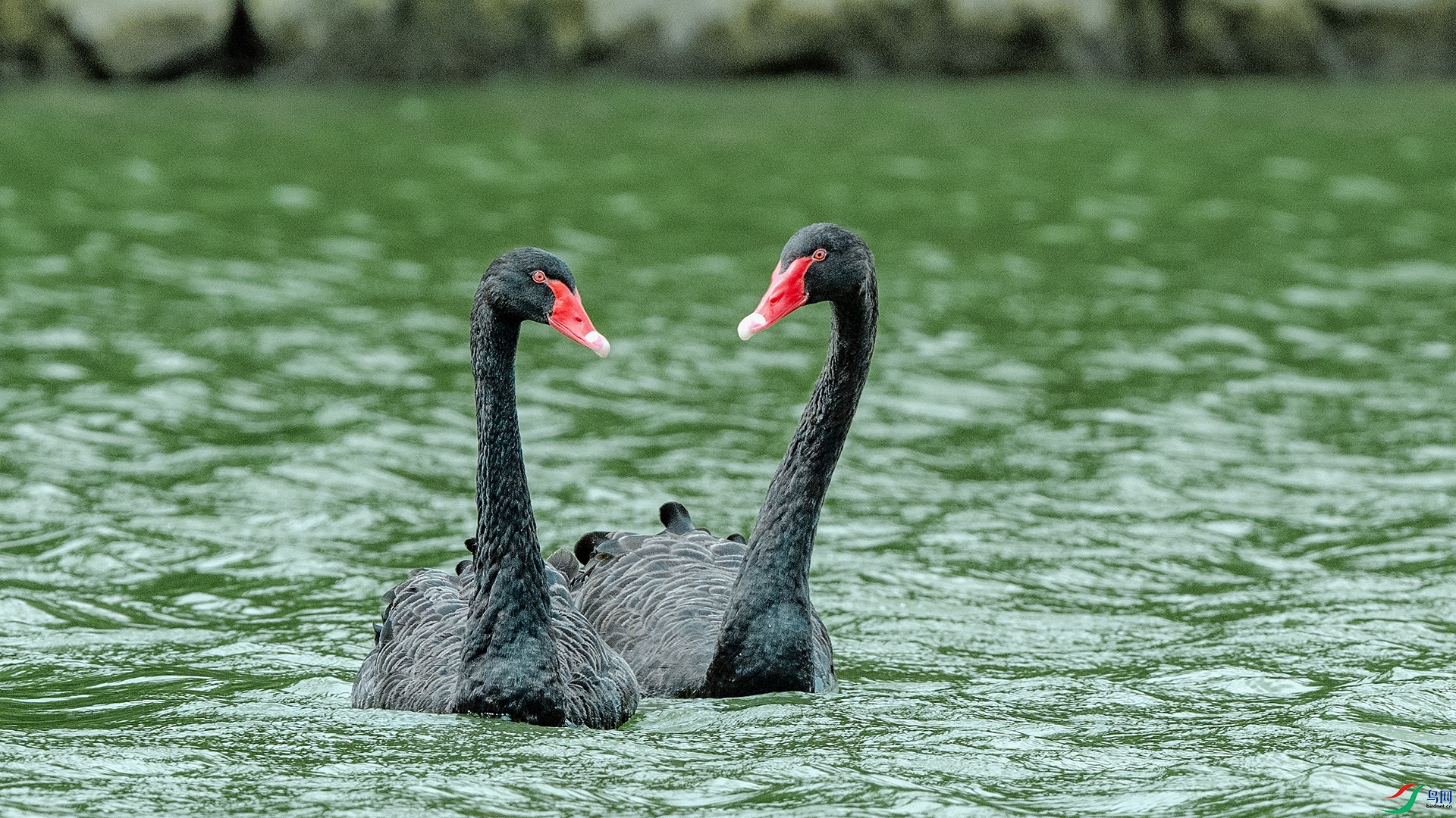 DSC_1130 ����.jpg