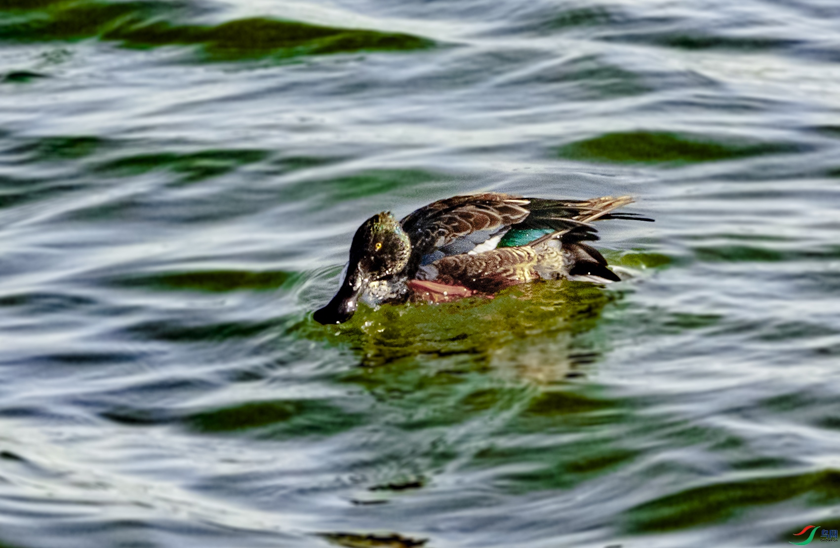 DSC01285-1.jpg