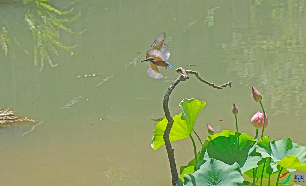 DSCF2175.1.jpg
