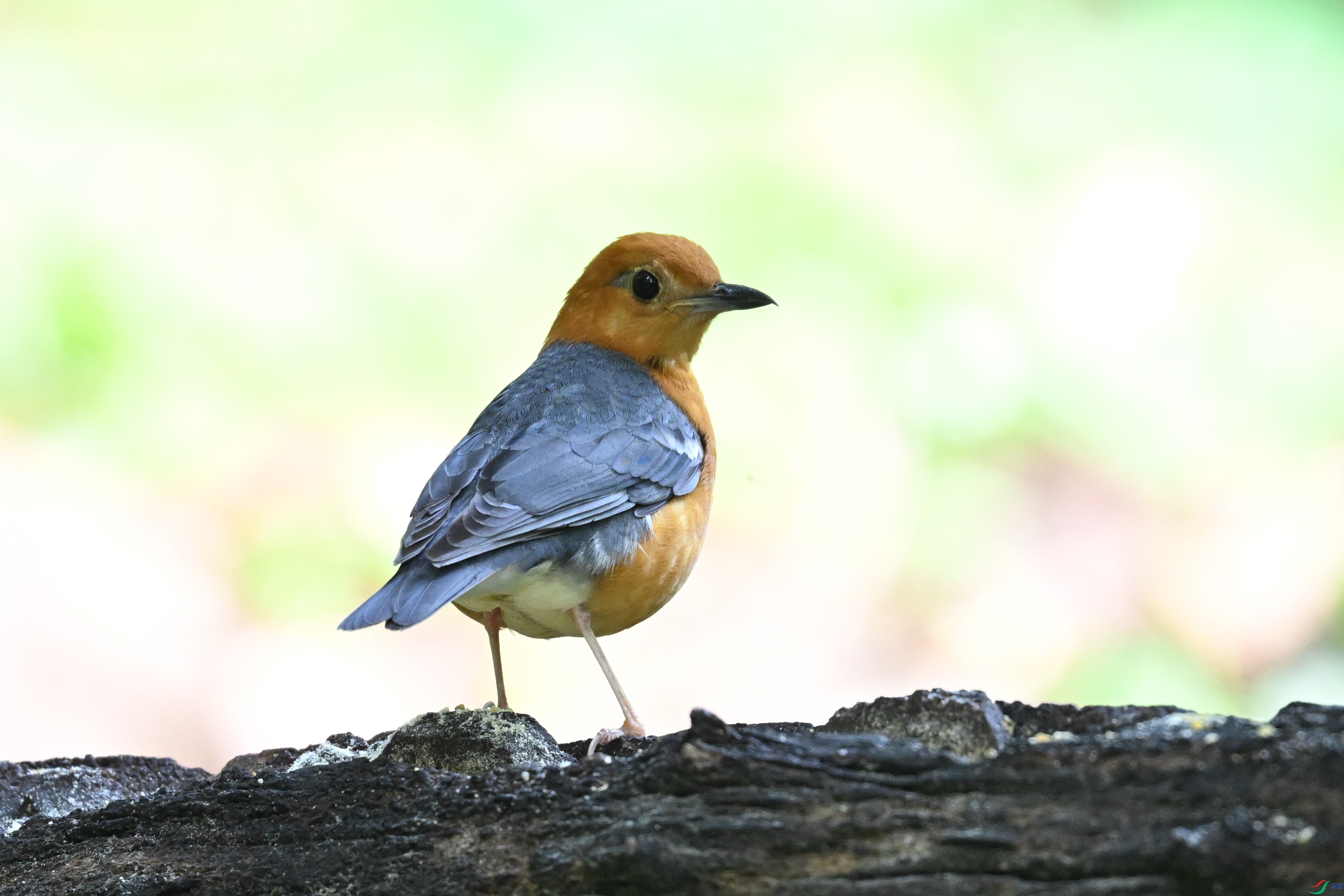 DSC_6301.JPG