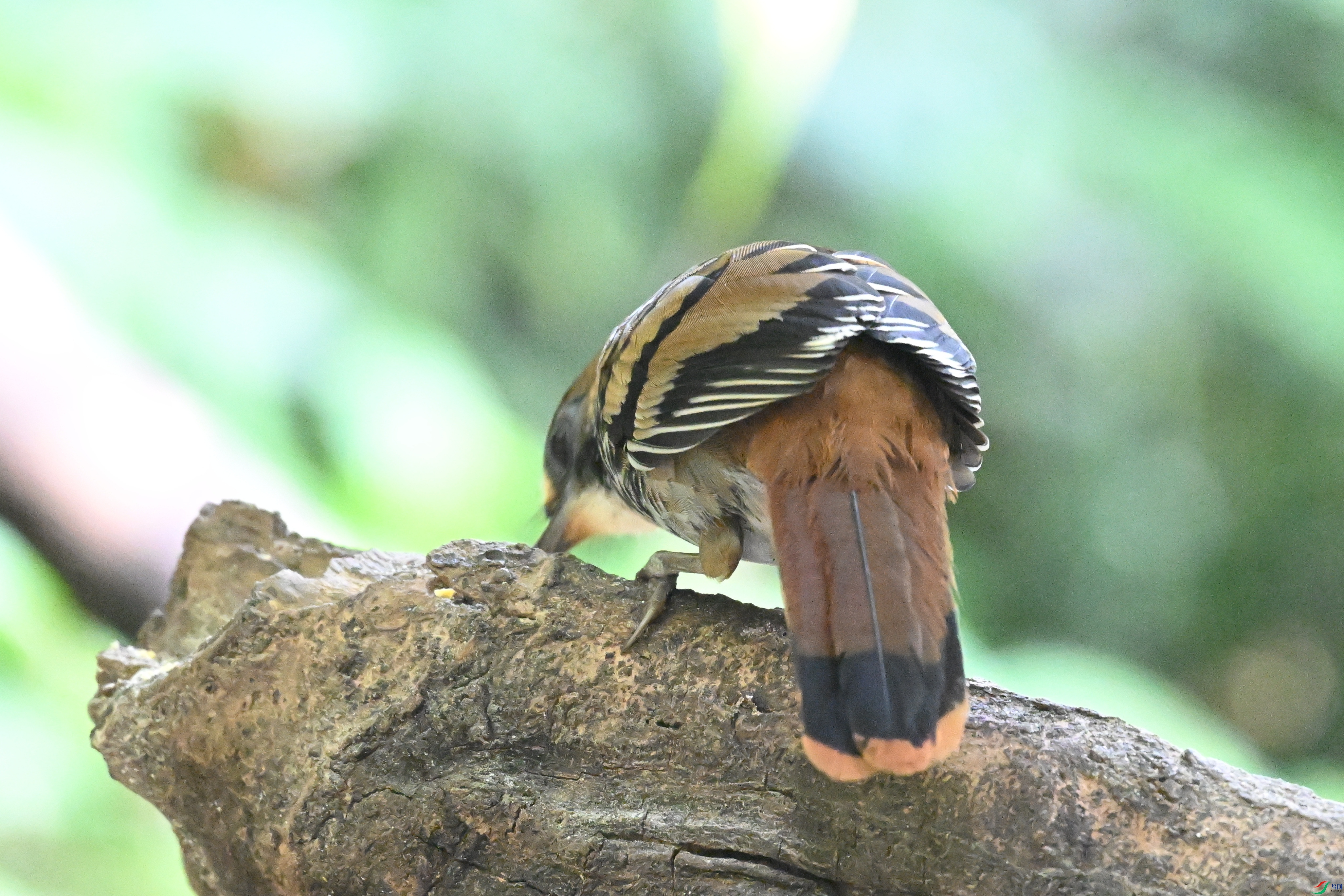 DSC_6303.JPG