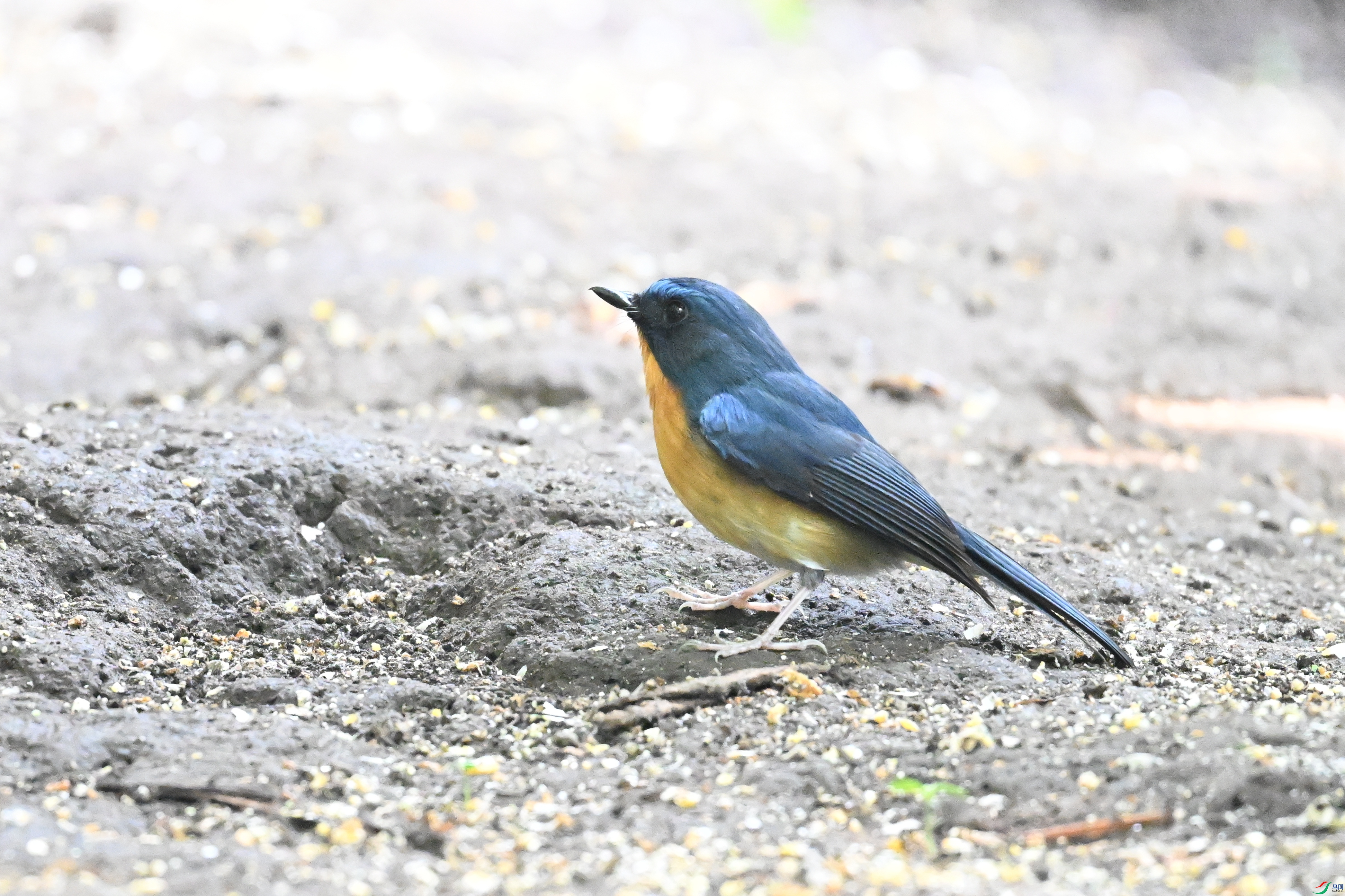 DSC_6305.JPG