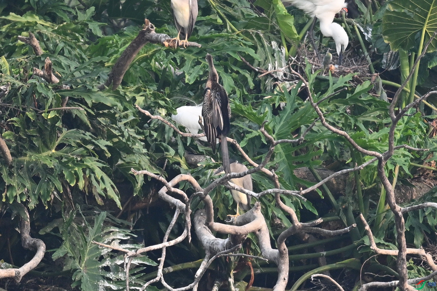 DSC_6248.JPG