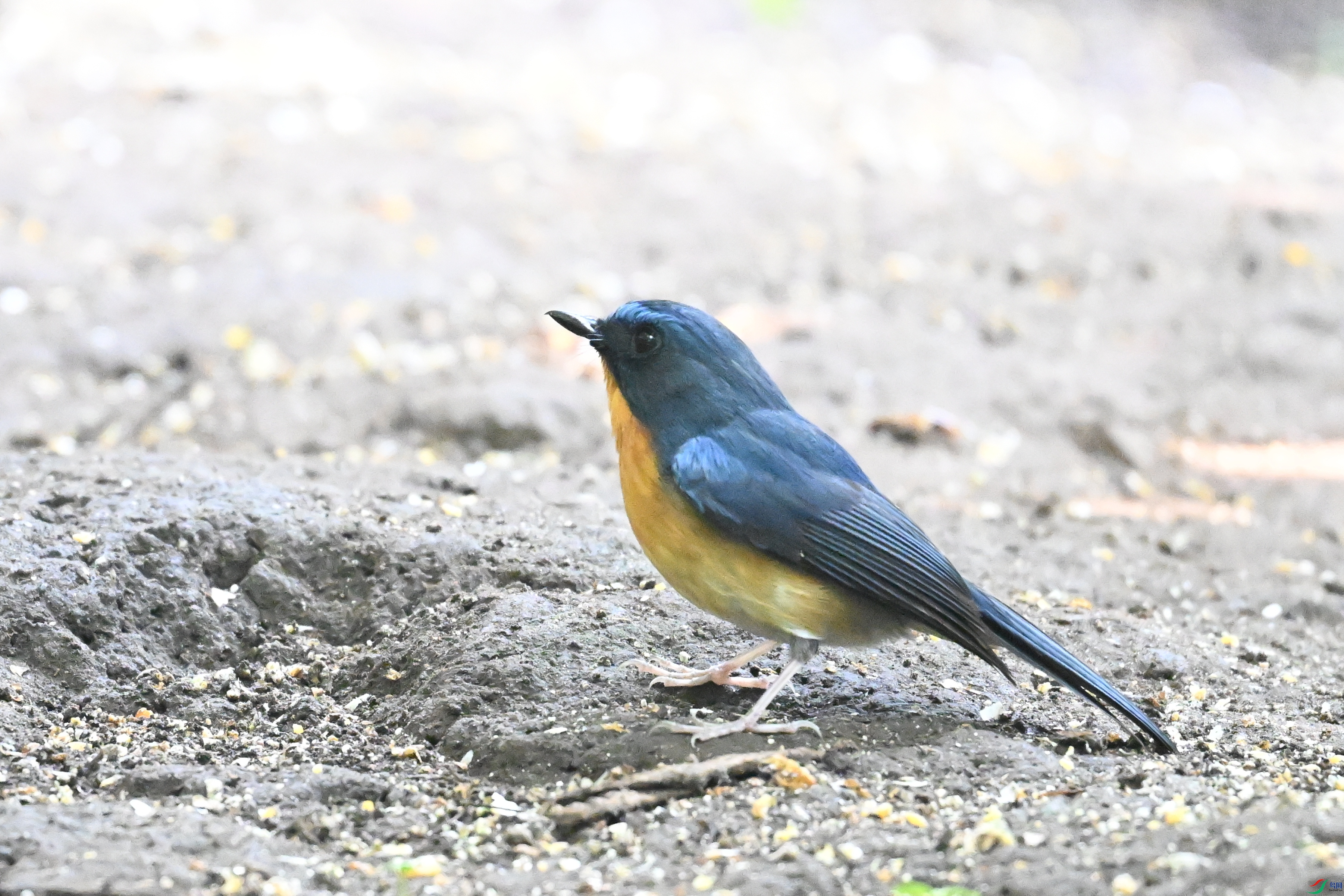 DSC_6307.JPG