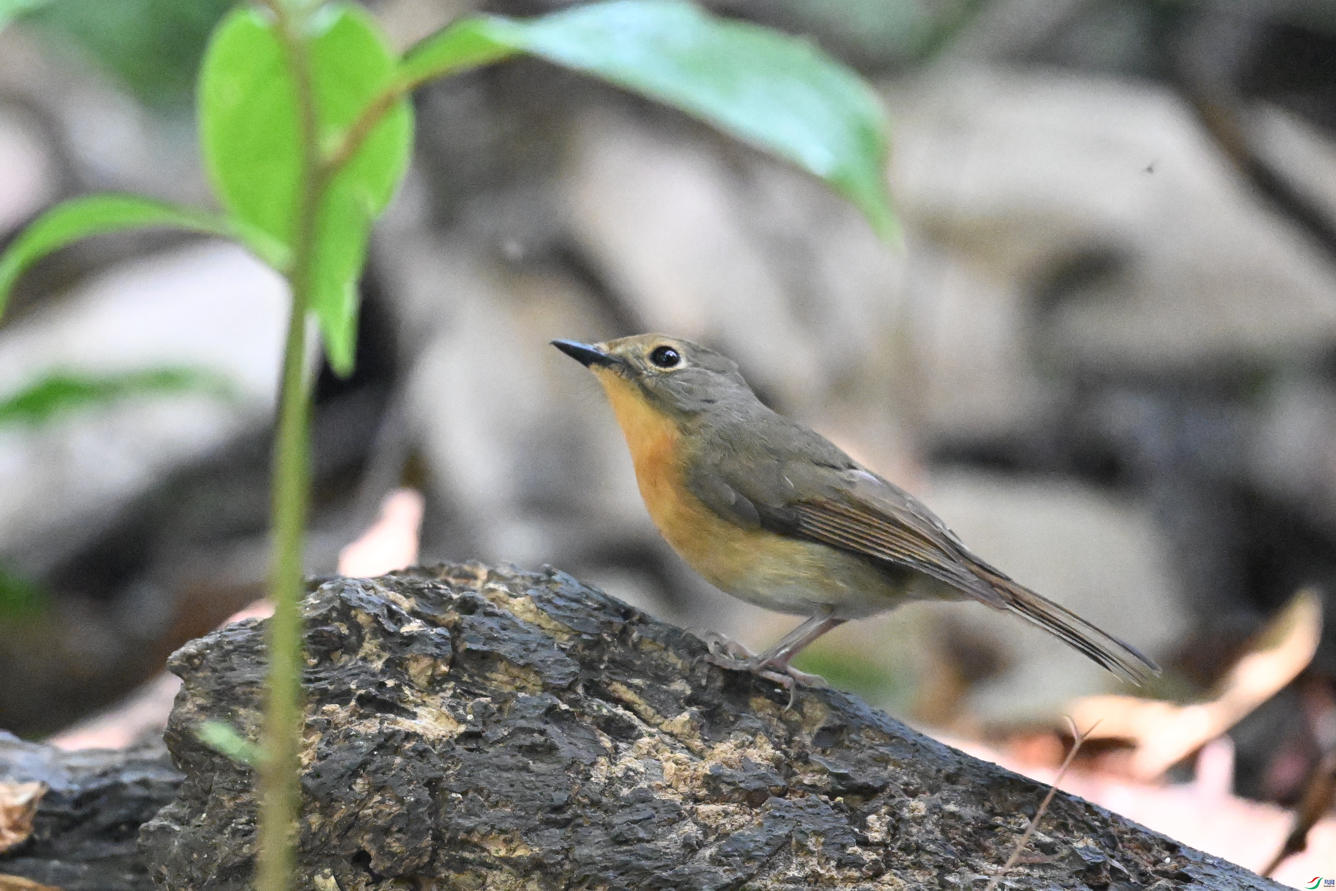 DSC_6312.JPG