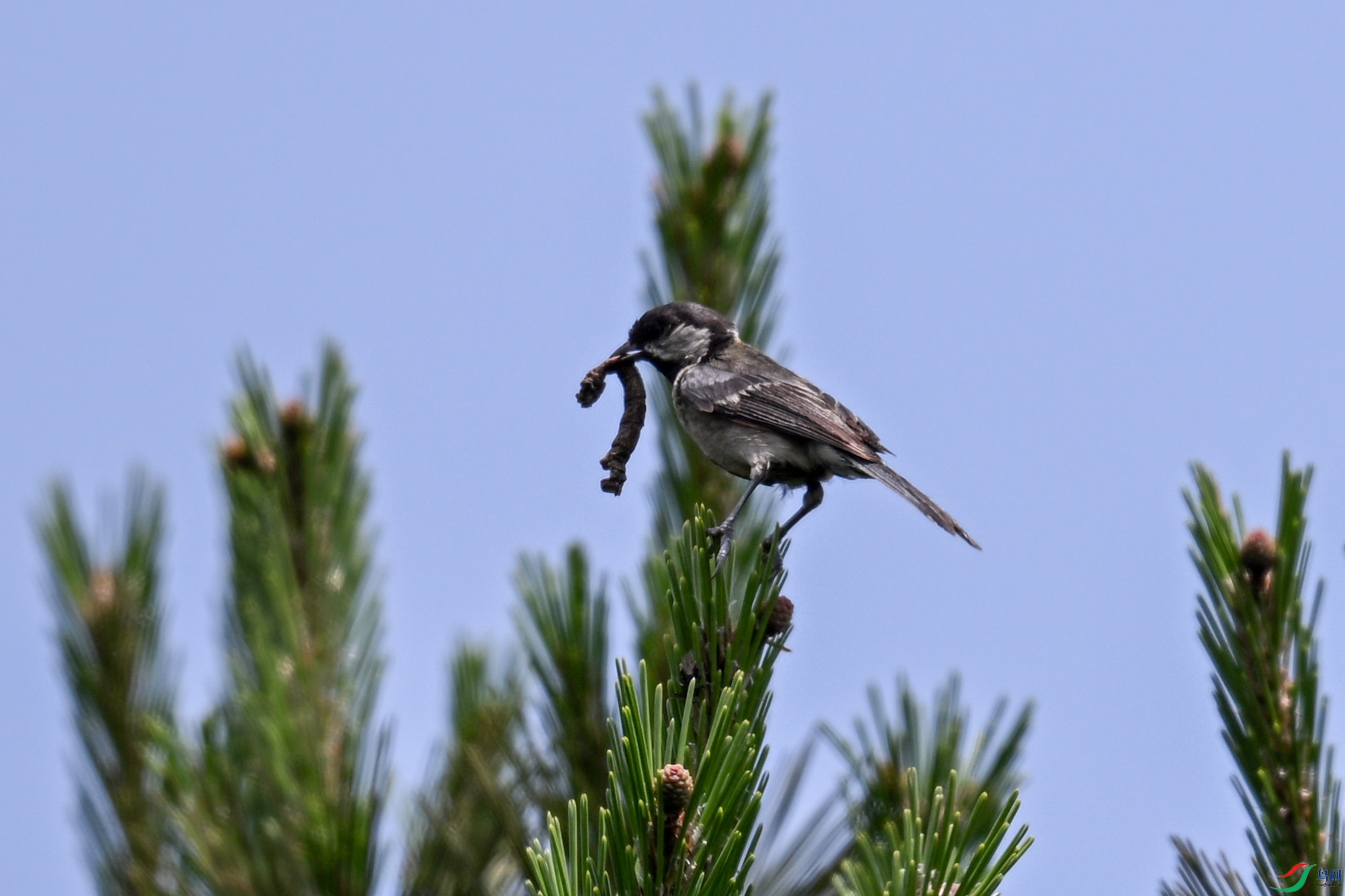 DSC_1008.JPG