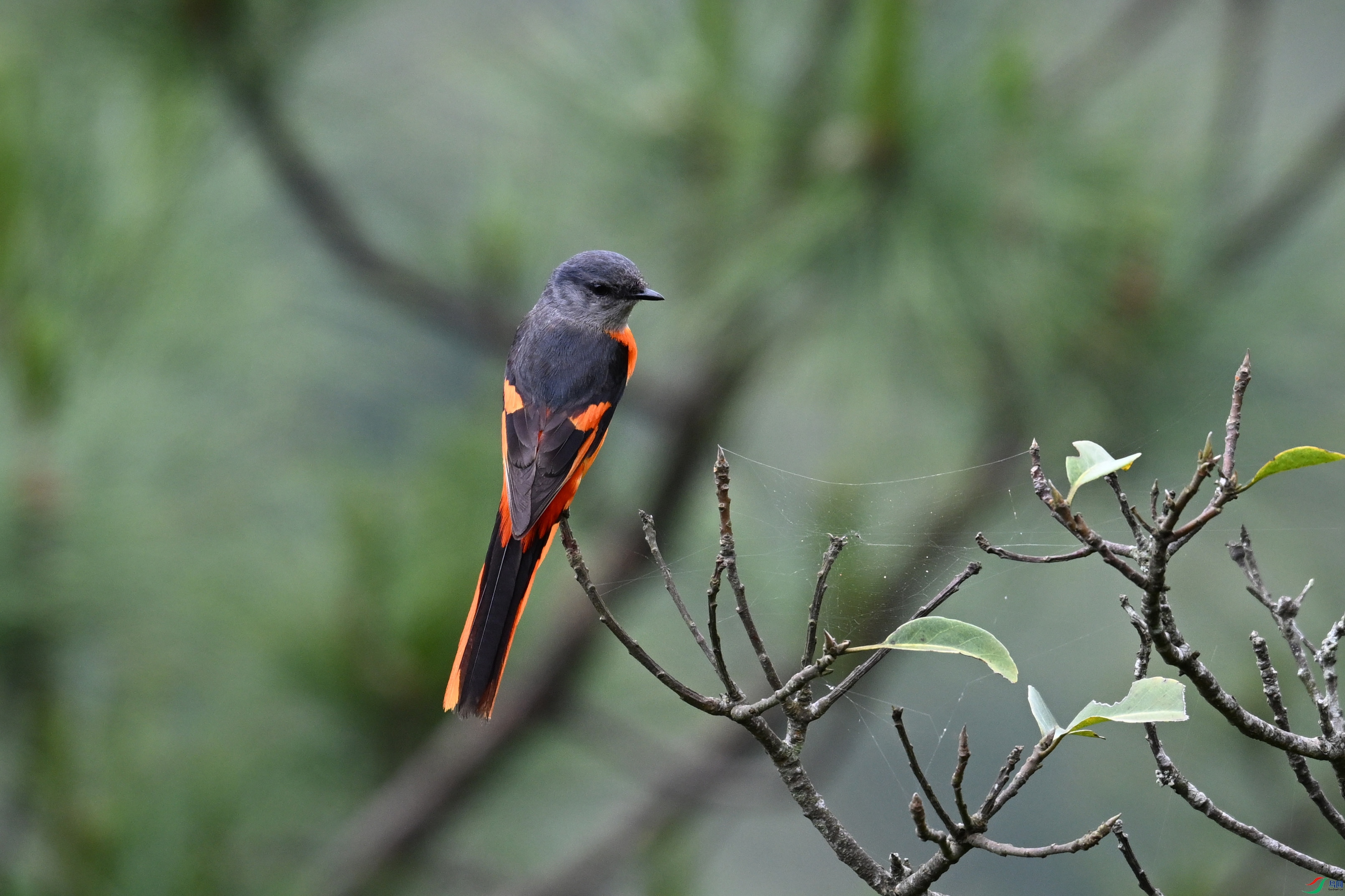 DSC_9971.JPG