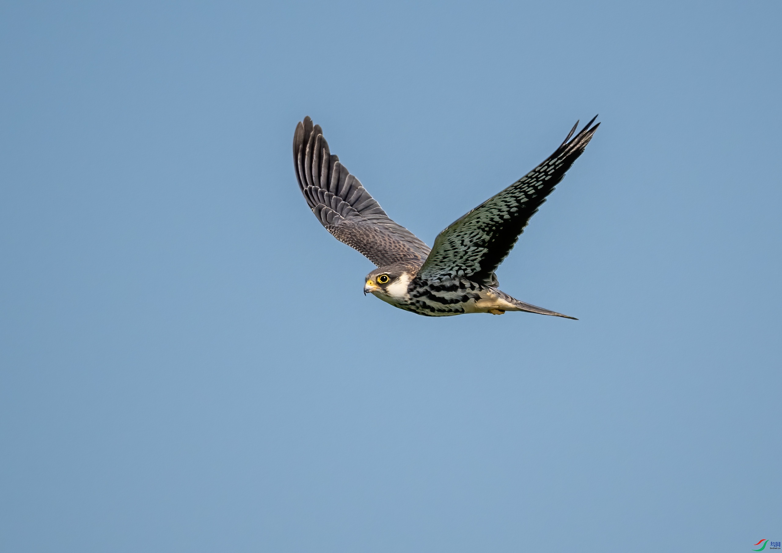 _DSC6266-.jpg