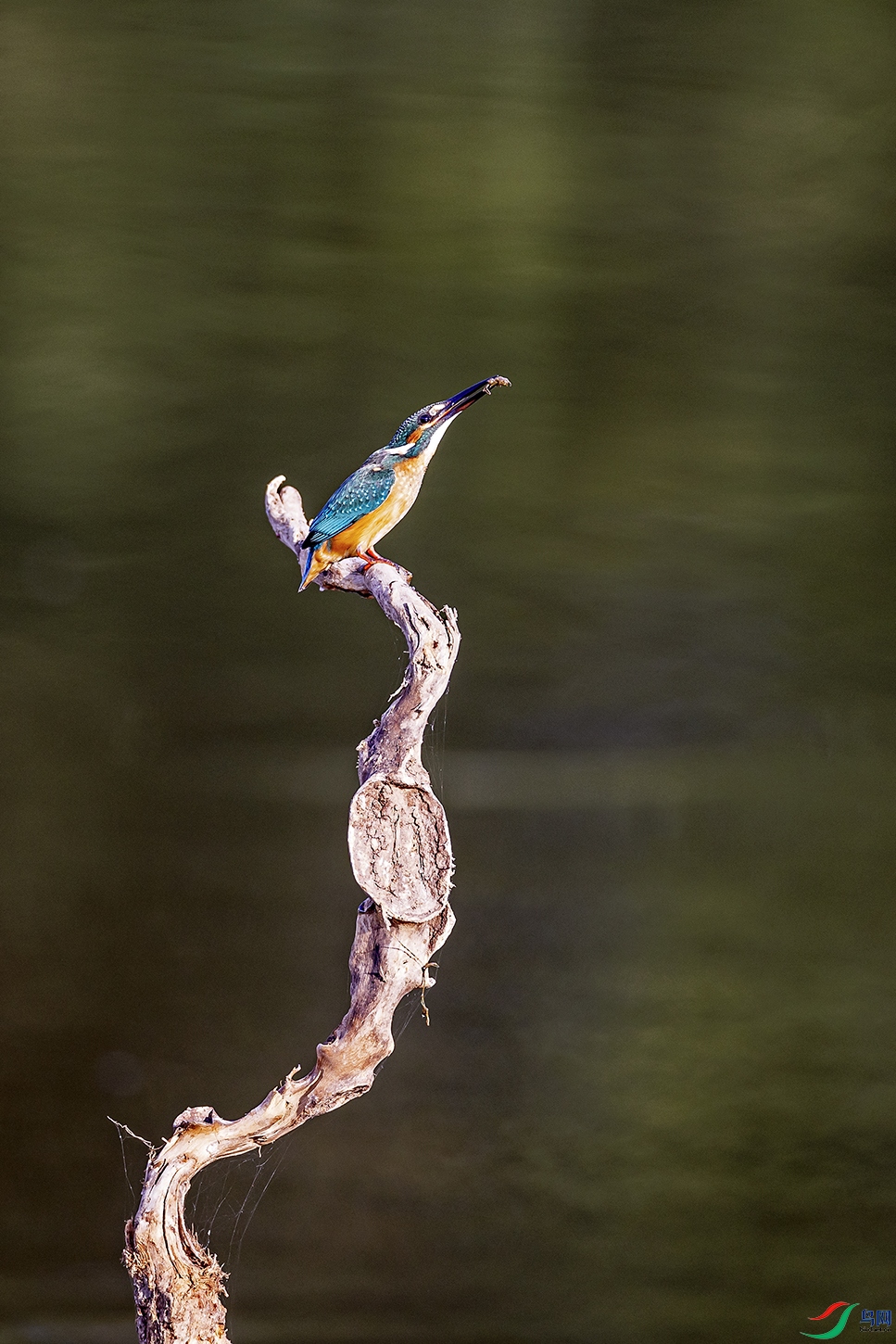 _5LM6752.jpga.jpg