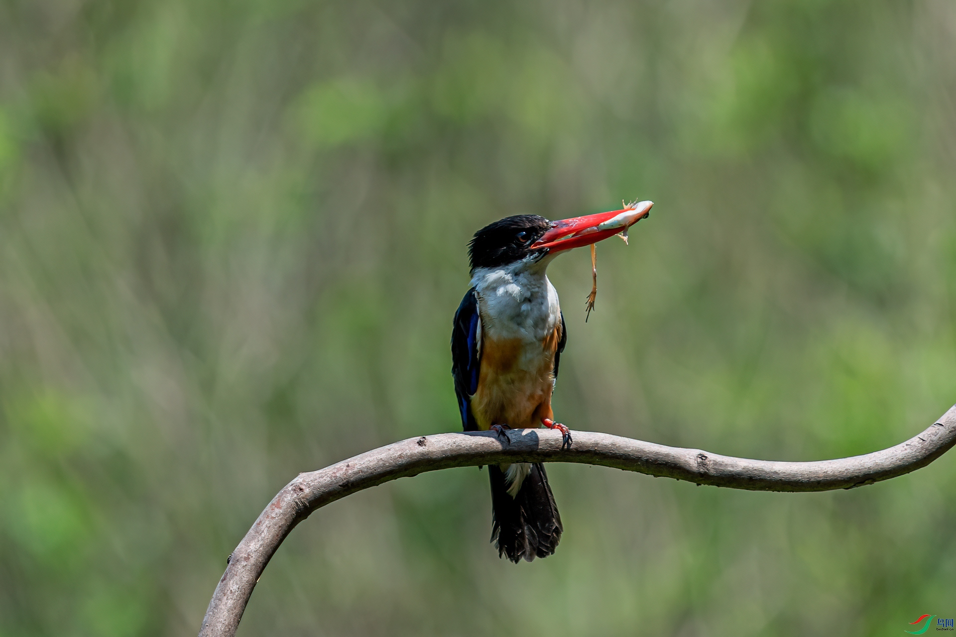 DSC_2394-11.jpg