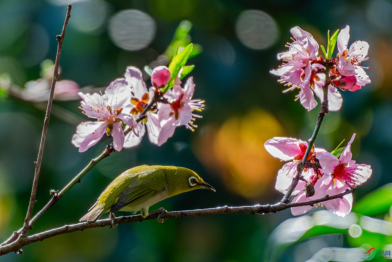 DSC_6800-AB.jpg