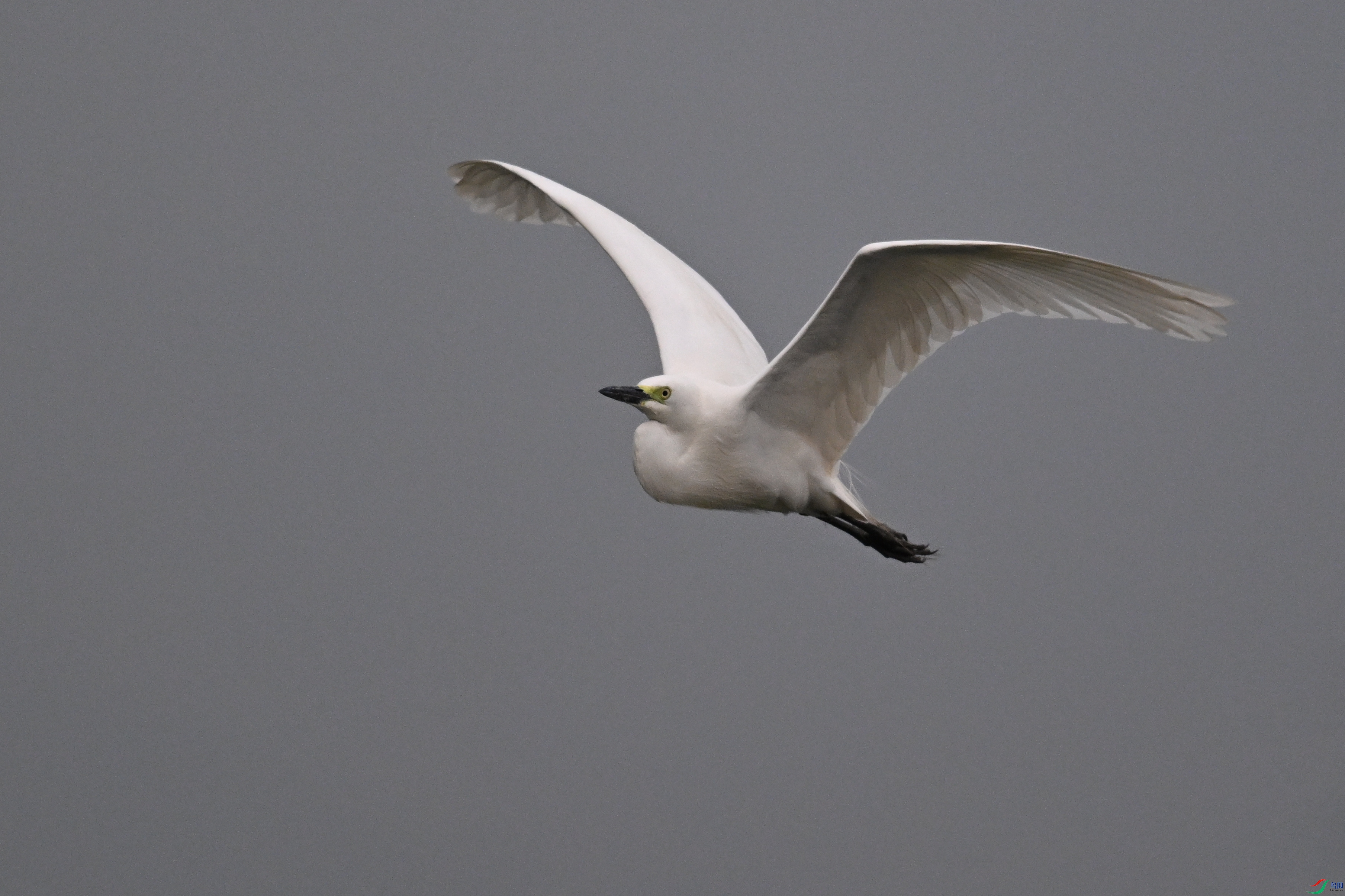 DSC_6295.JPG