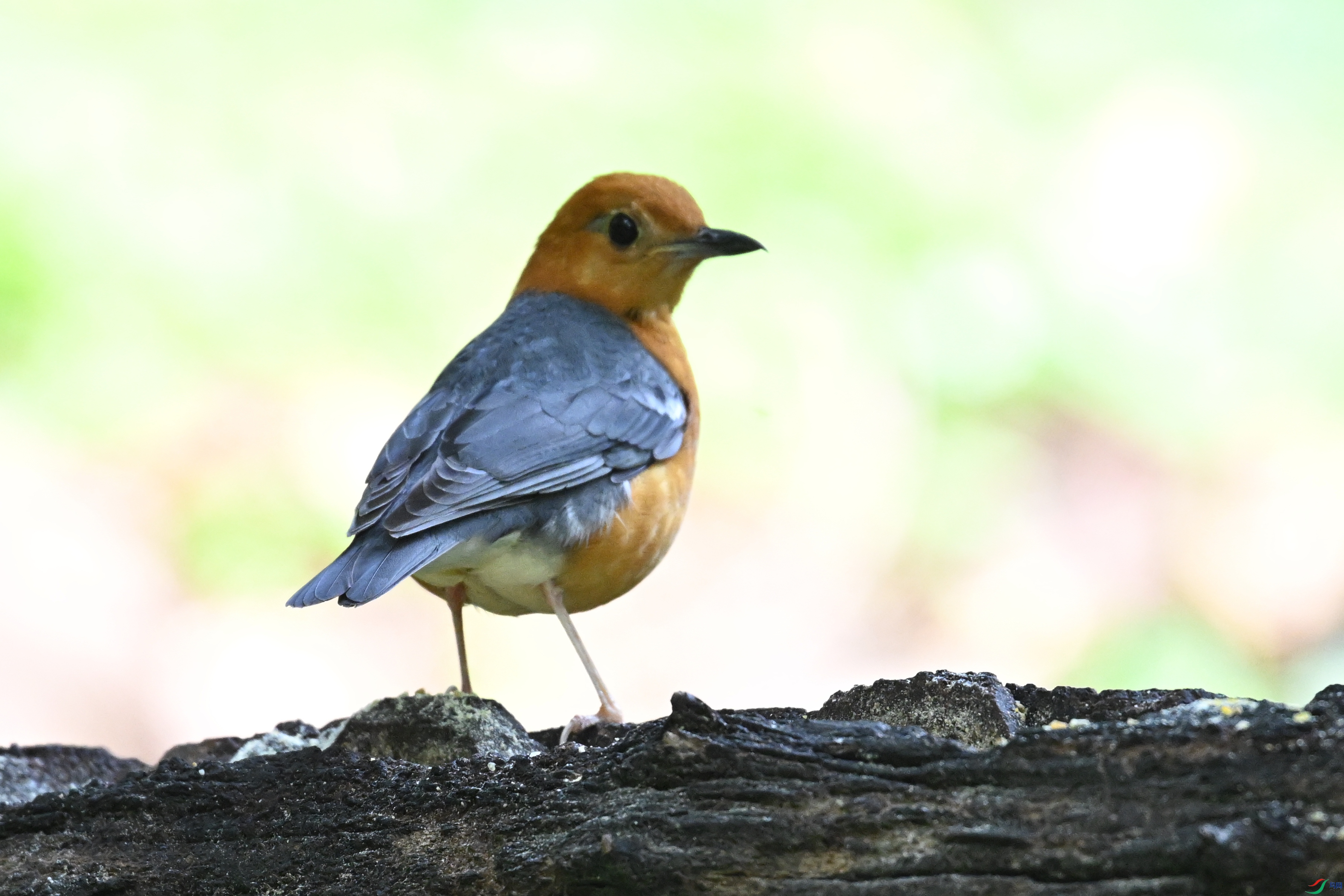 DSC_6302.JPG