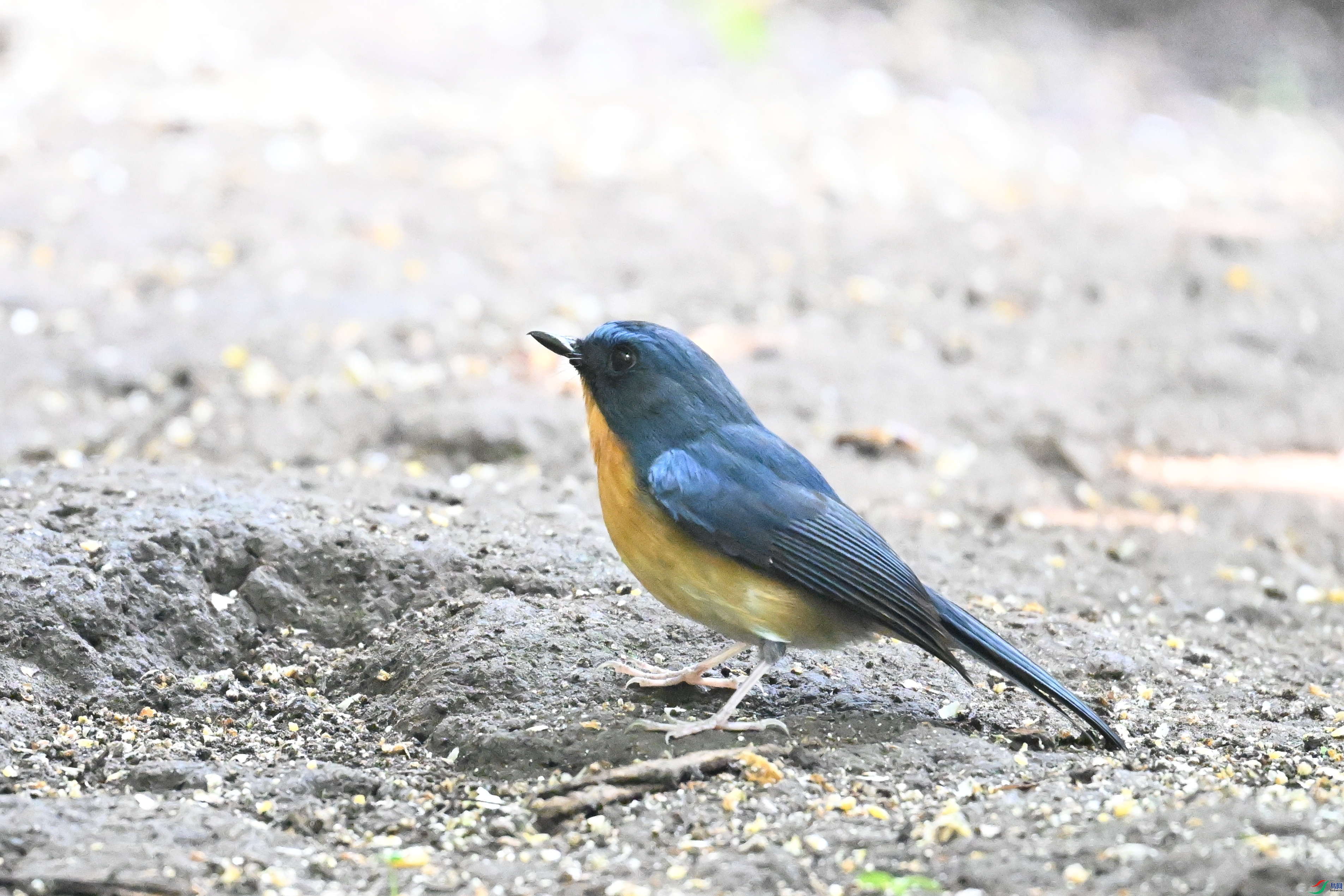 DSC_6306.JPG