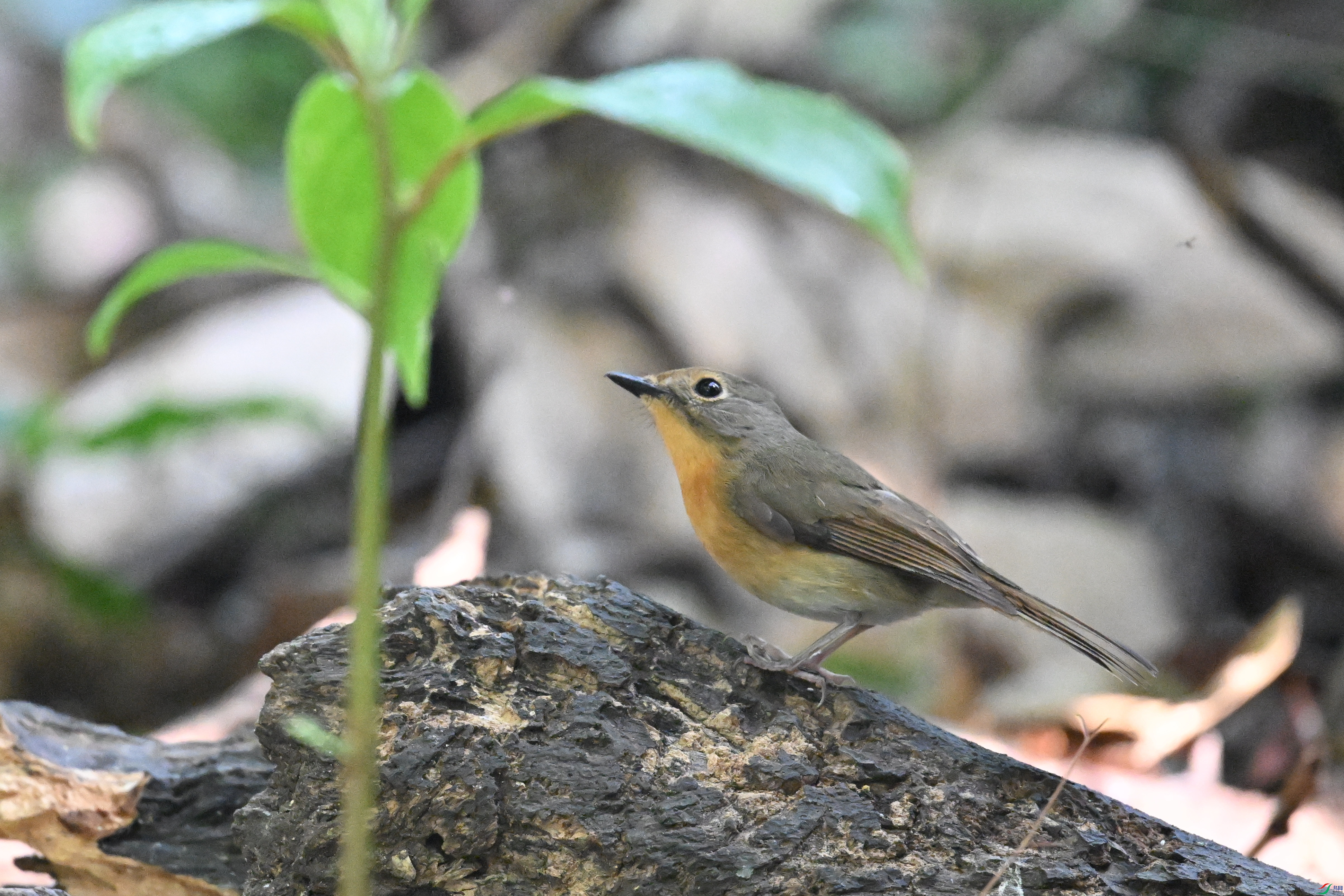 DSC_6313.JPG