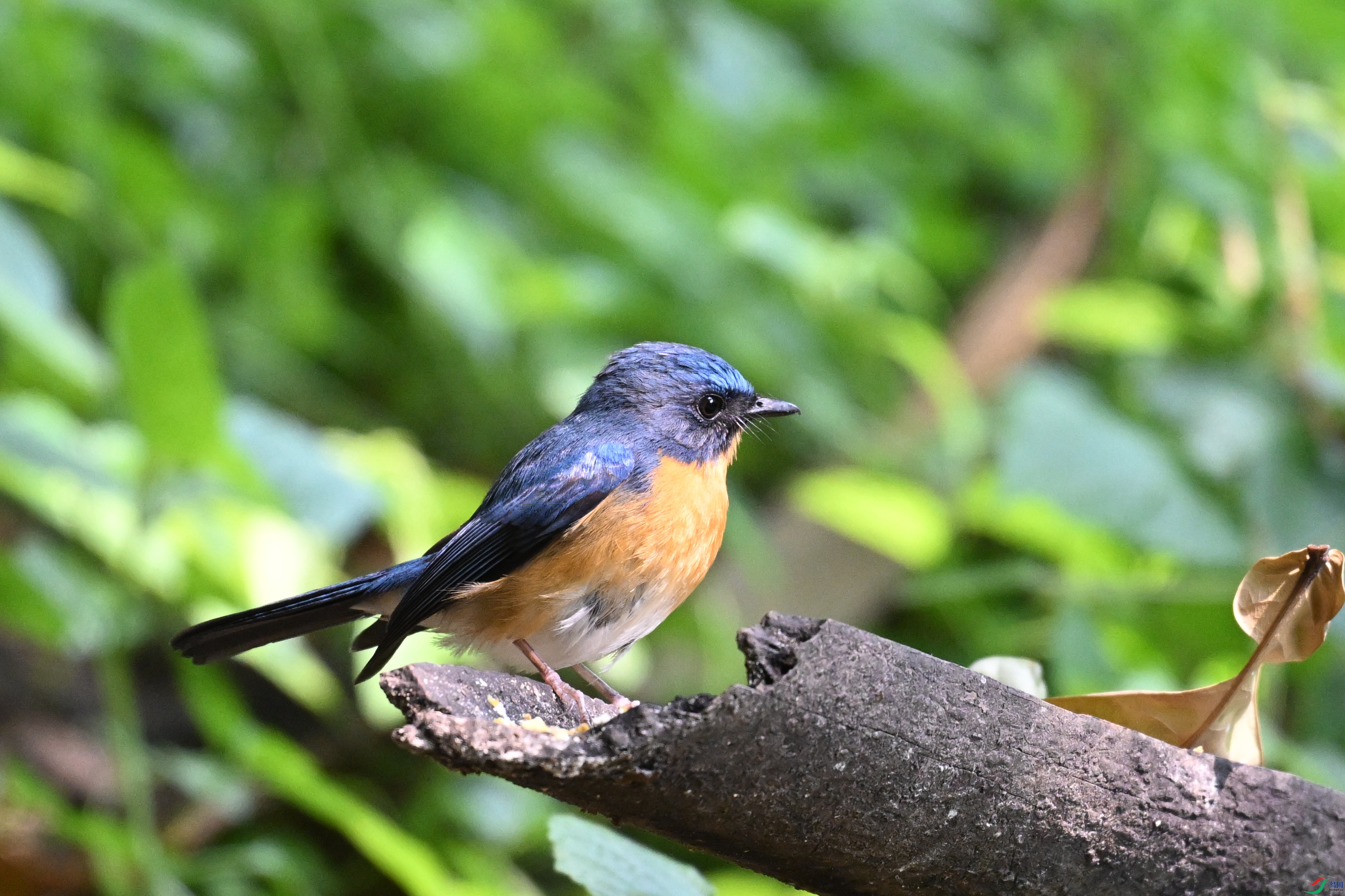 DSC_6316.JPG