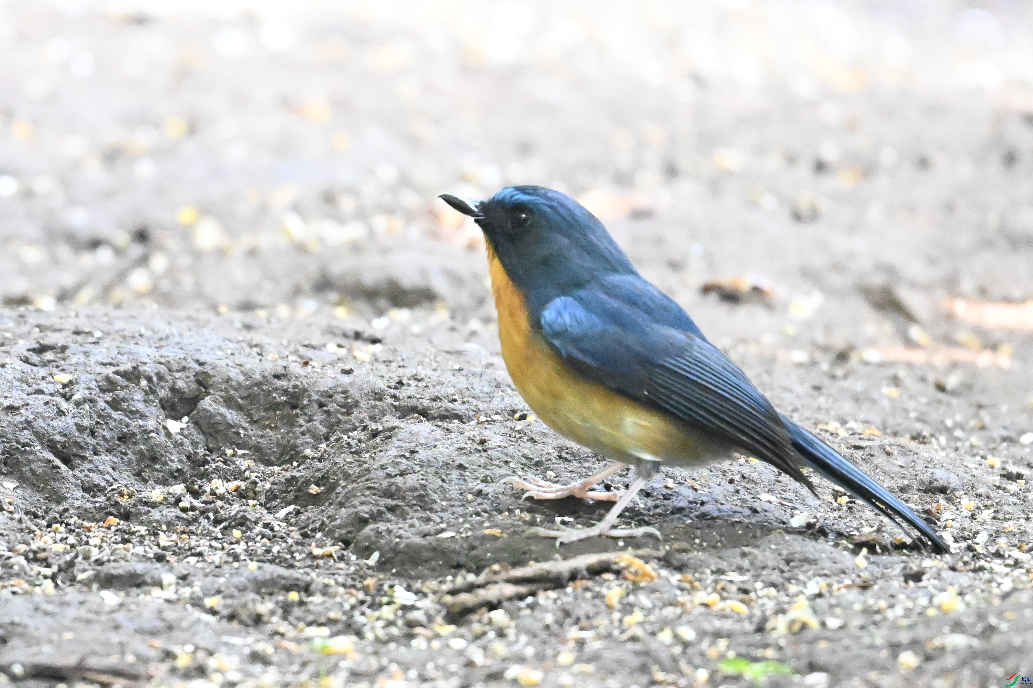 DSC_6308.JPG