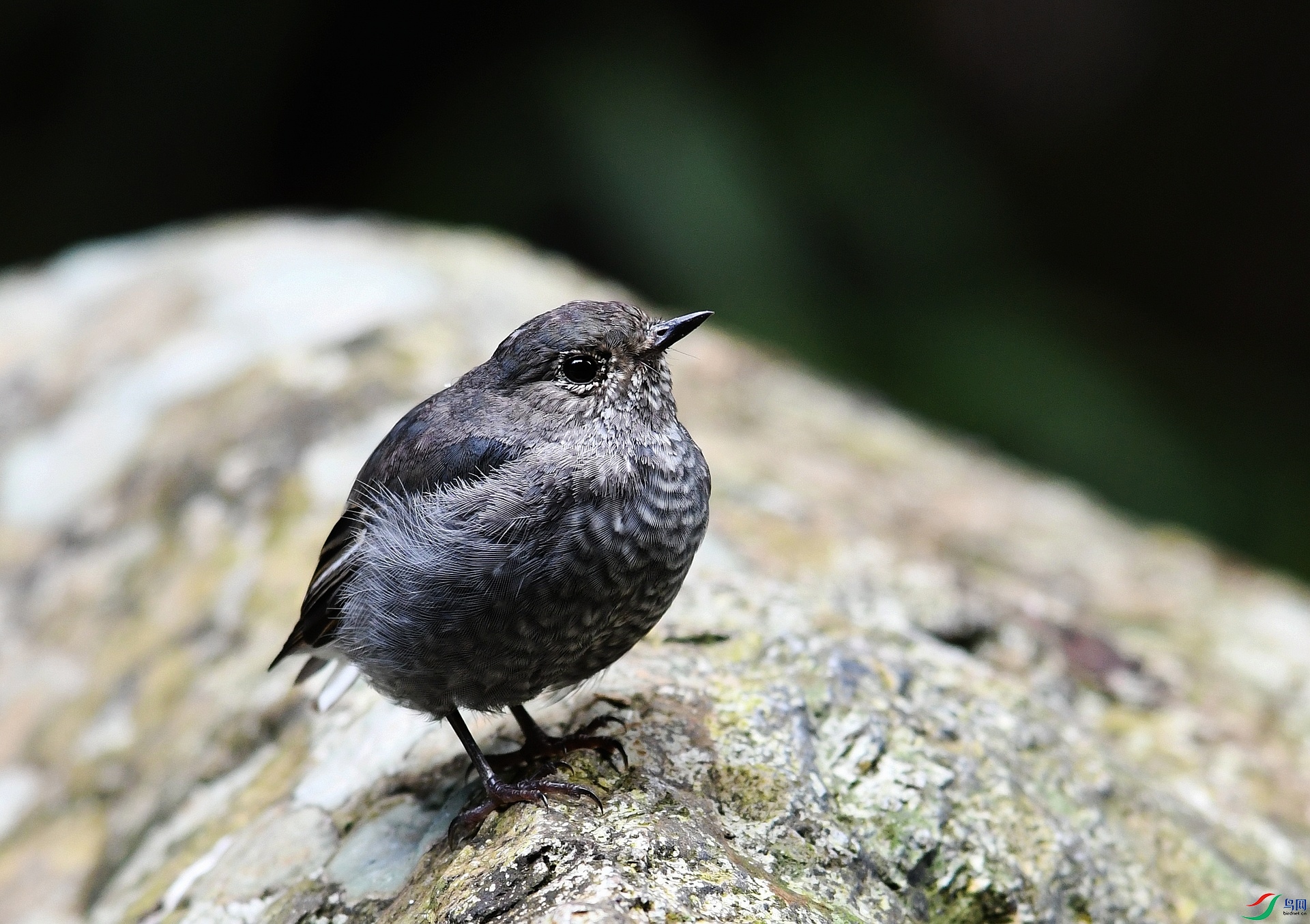 DSC_7206.jpg