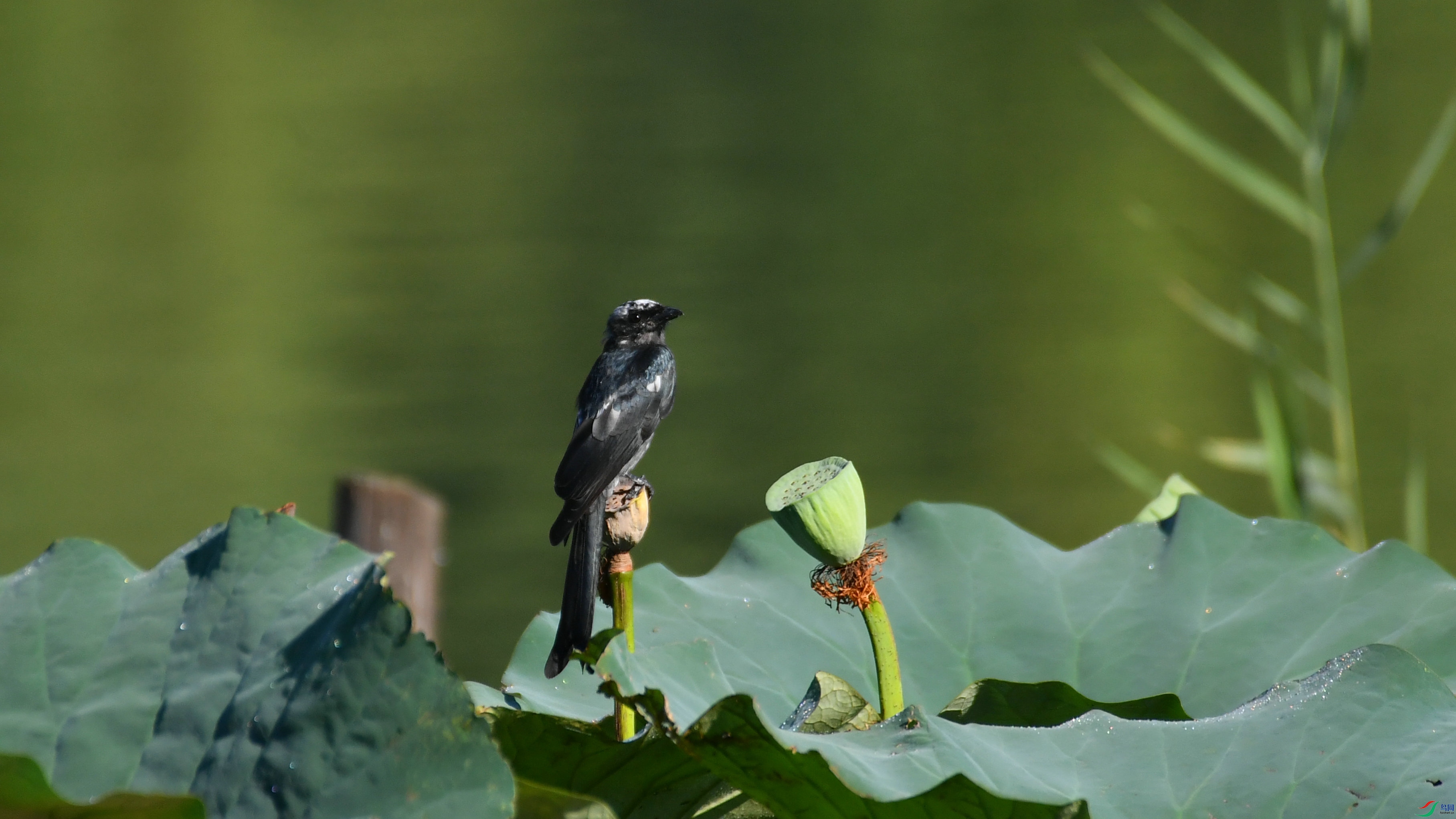 DSC_6168.JPG