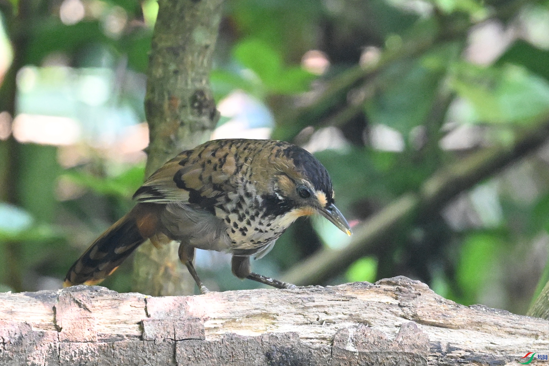 DSC_6325.JPG