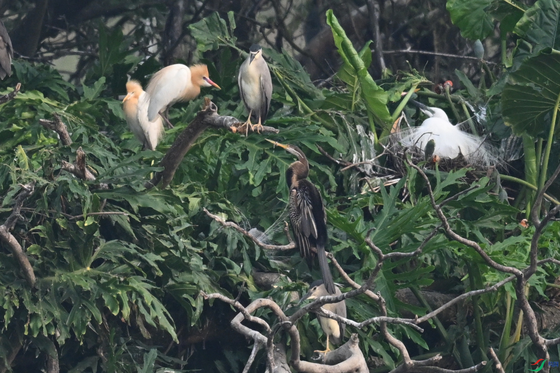 DSC_6268.JPG
