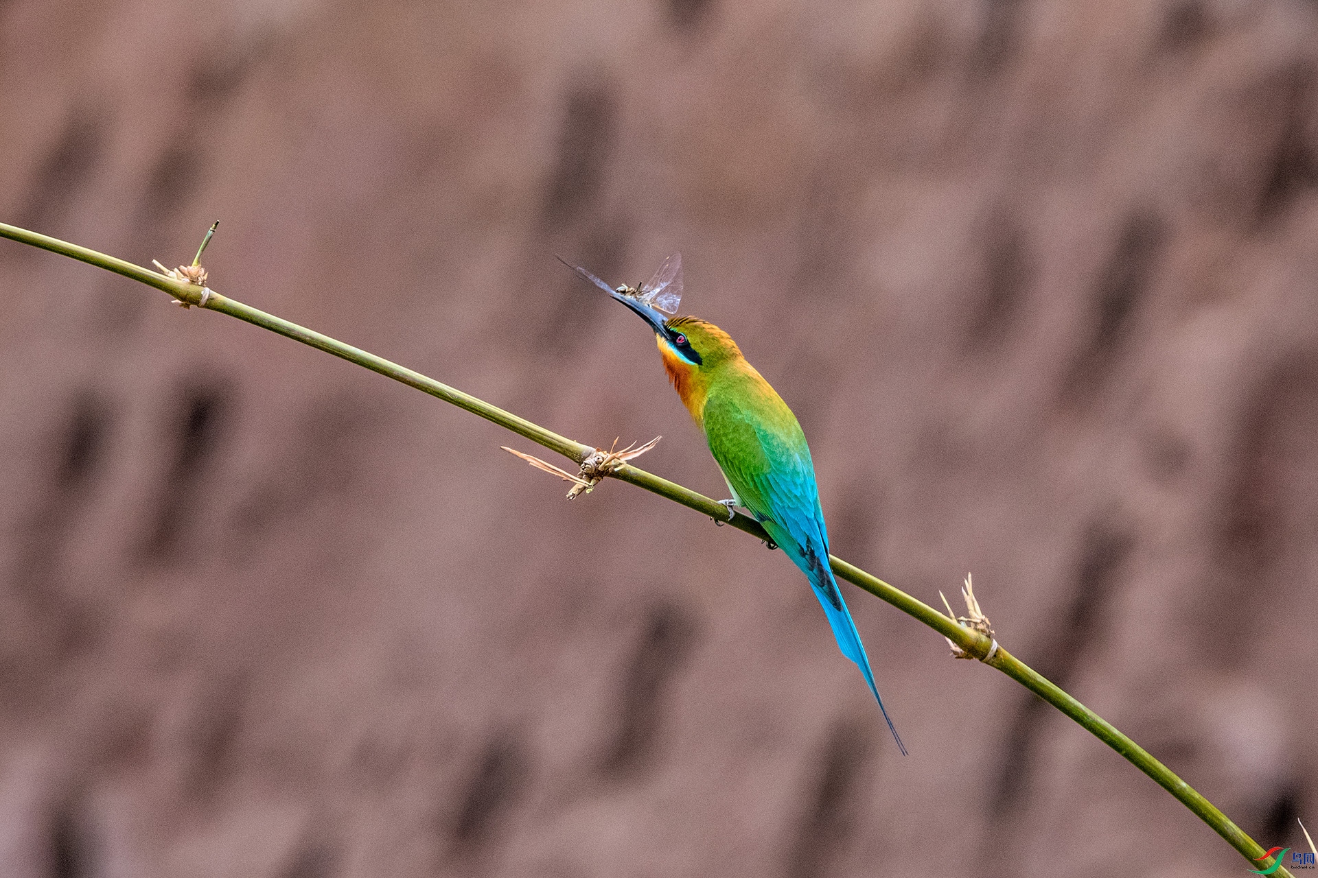 _AUU4168 �¶��ĵȴ�(25.5.11).jpg