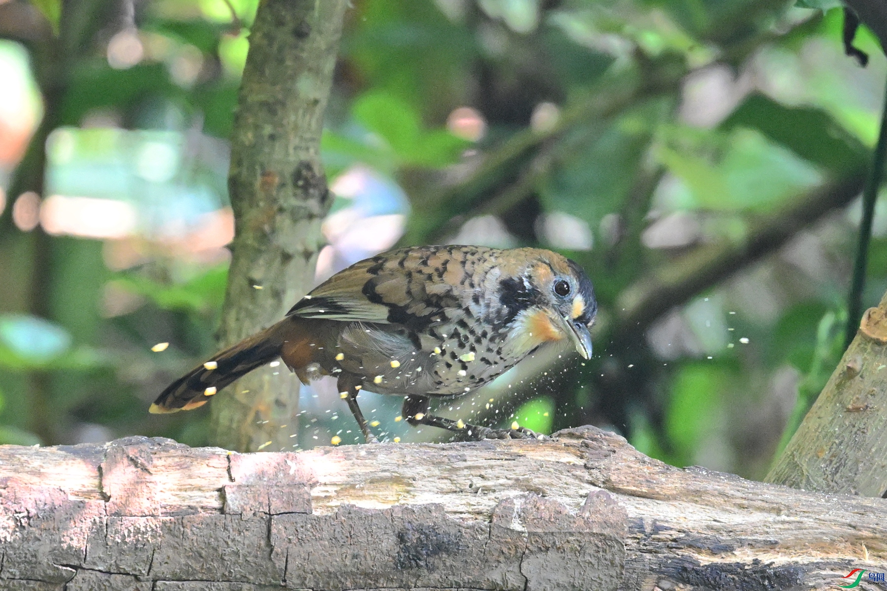DSC_6329.JPG