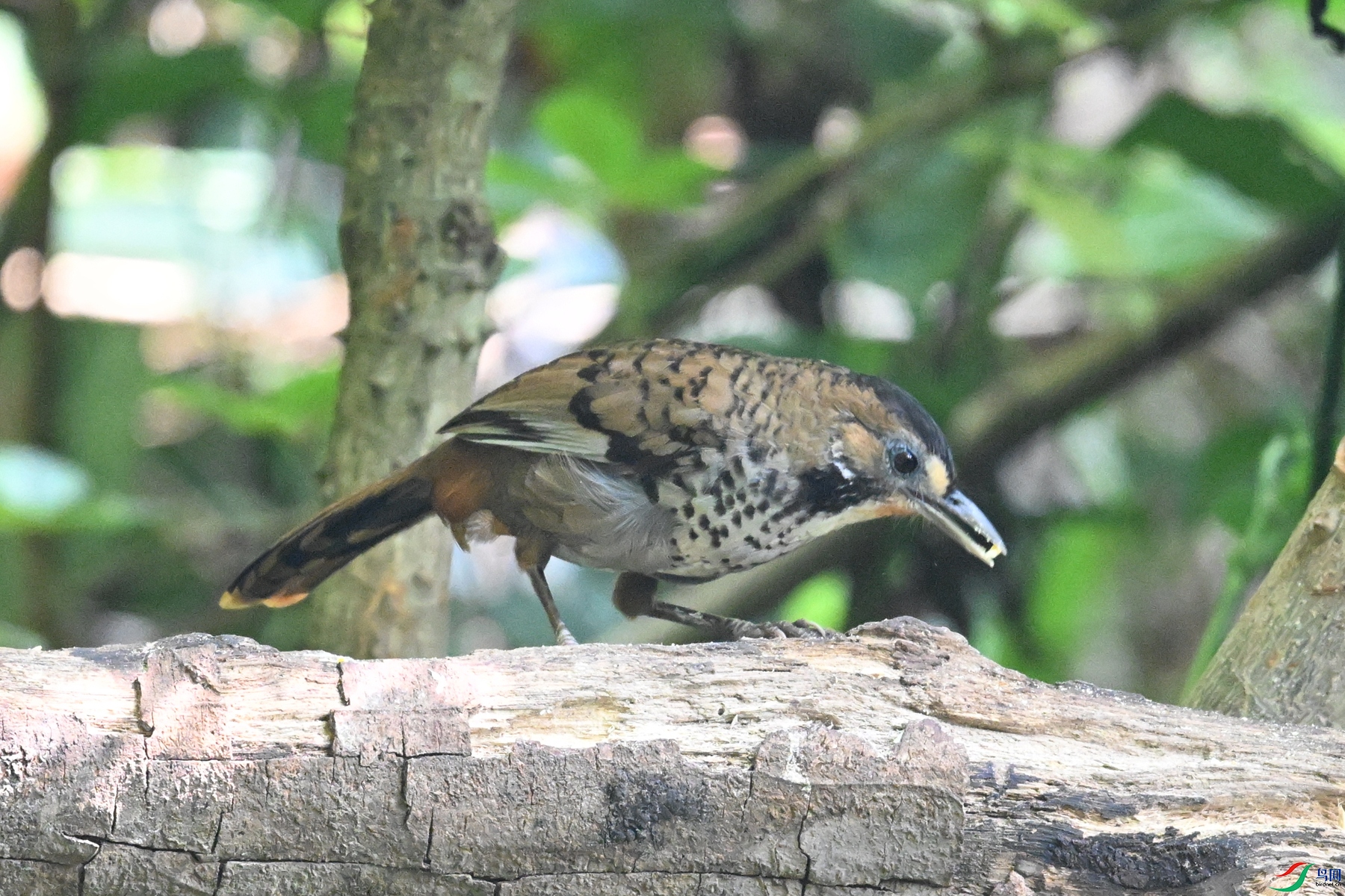 DSC_6331.JPG