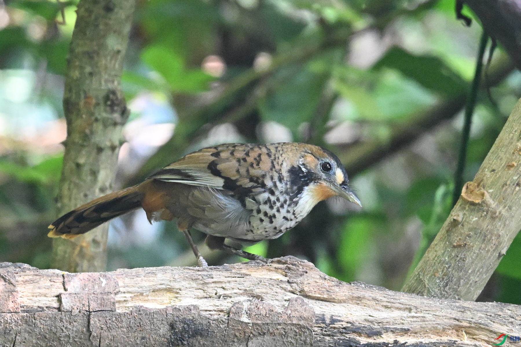 DSC_6333.JPG