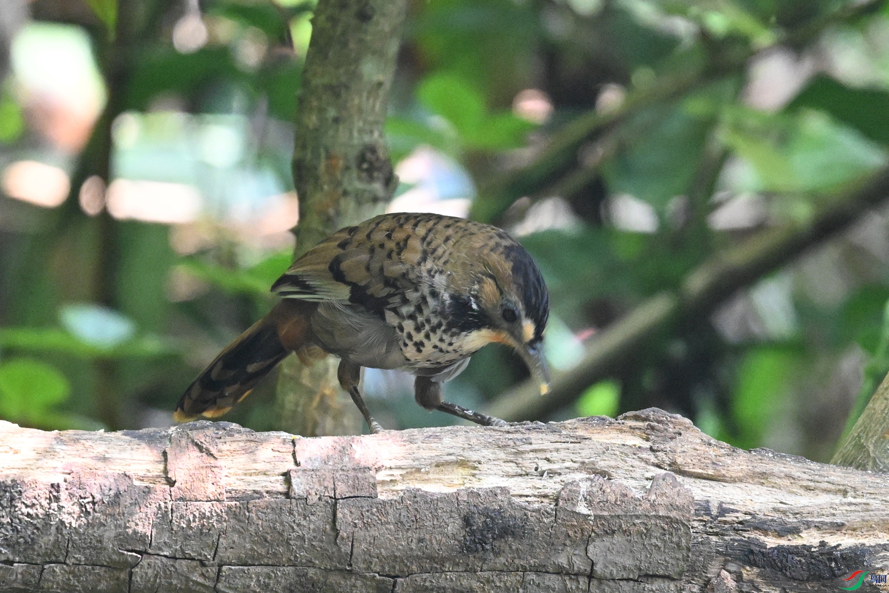 DSC_6324.JPG