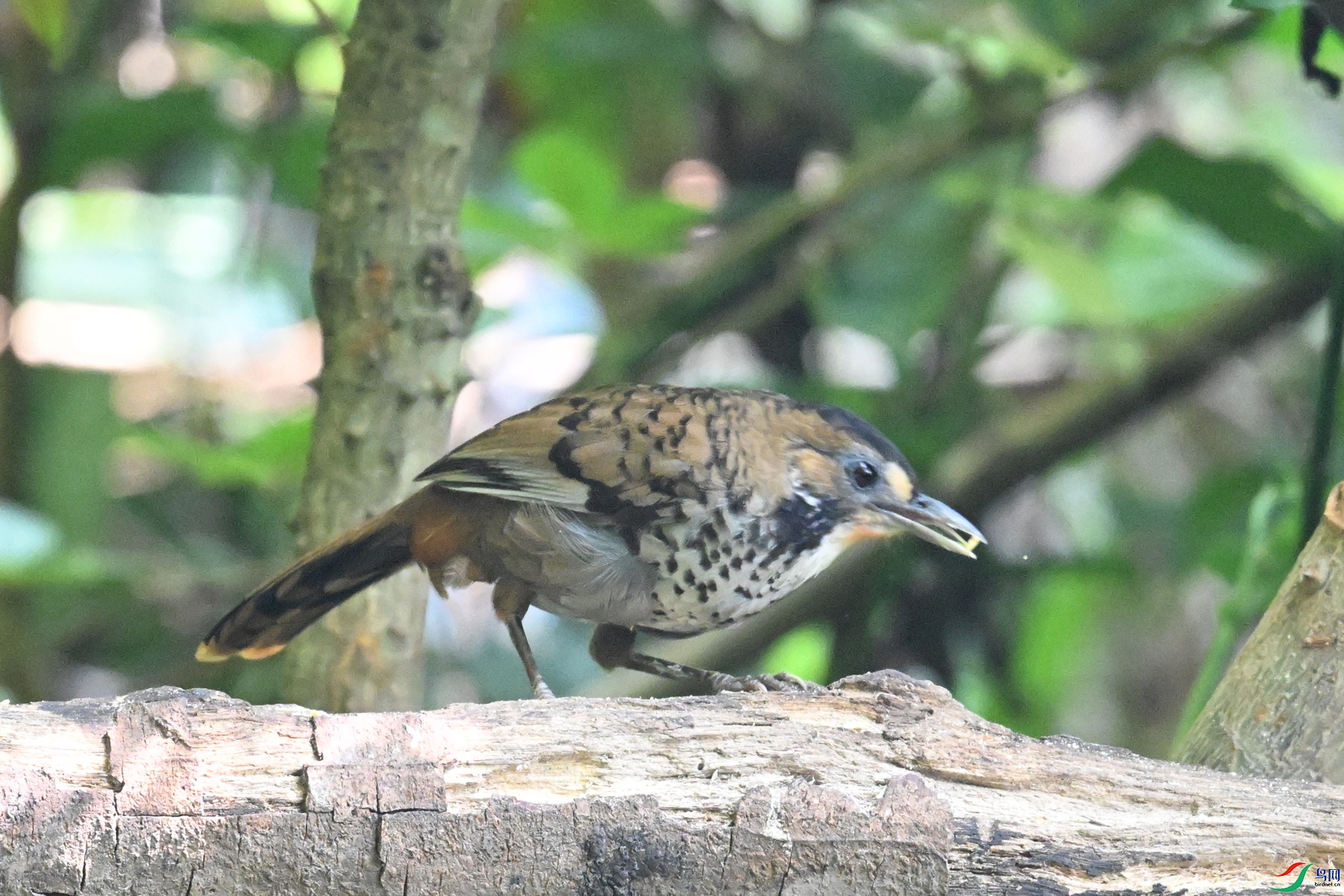 DSC_6332.JPG