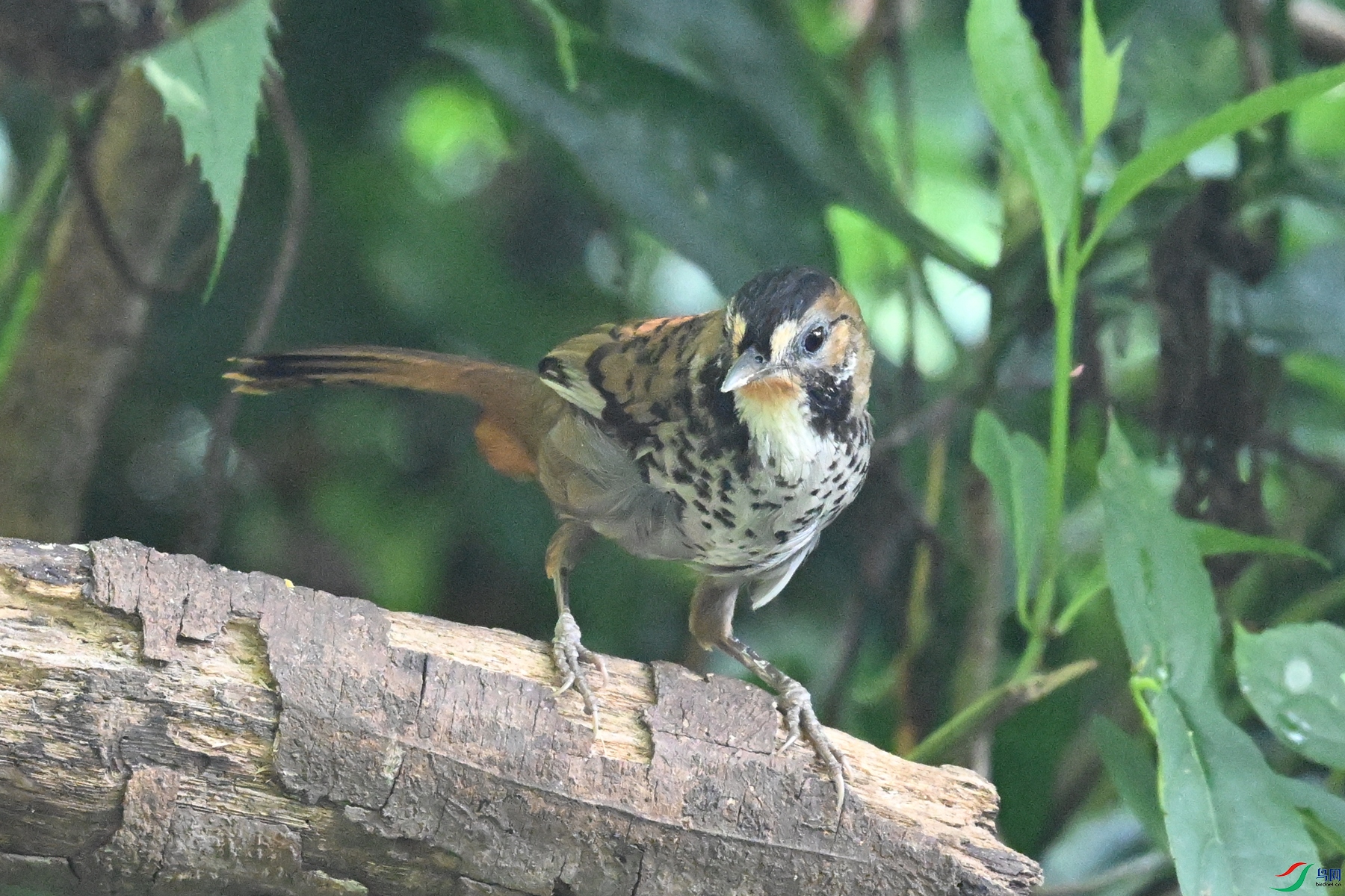 DSC_6335.JPG