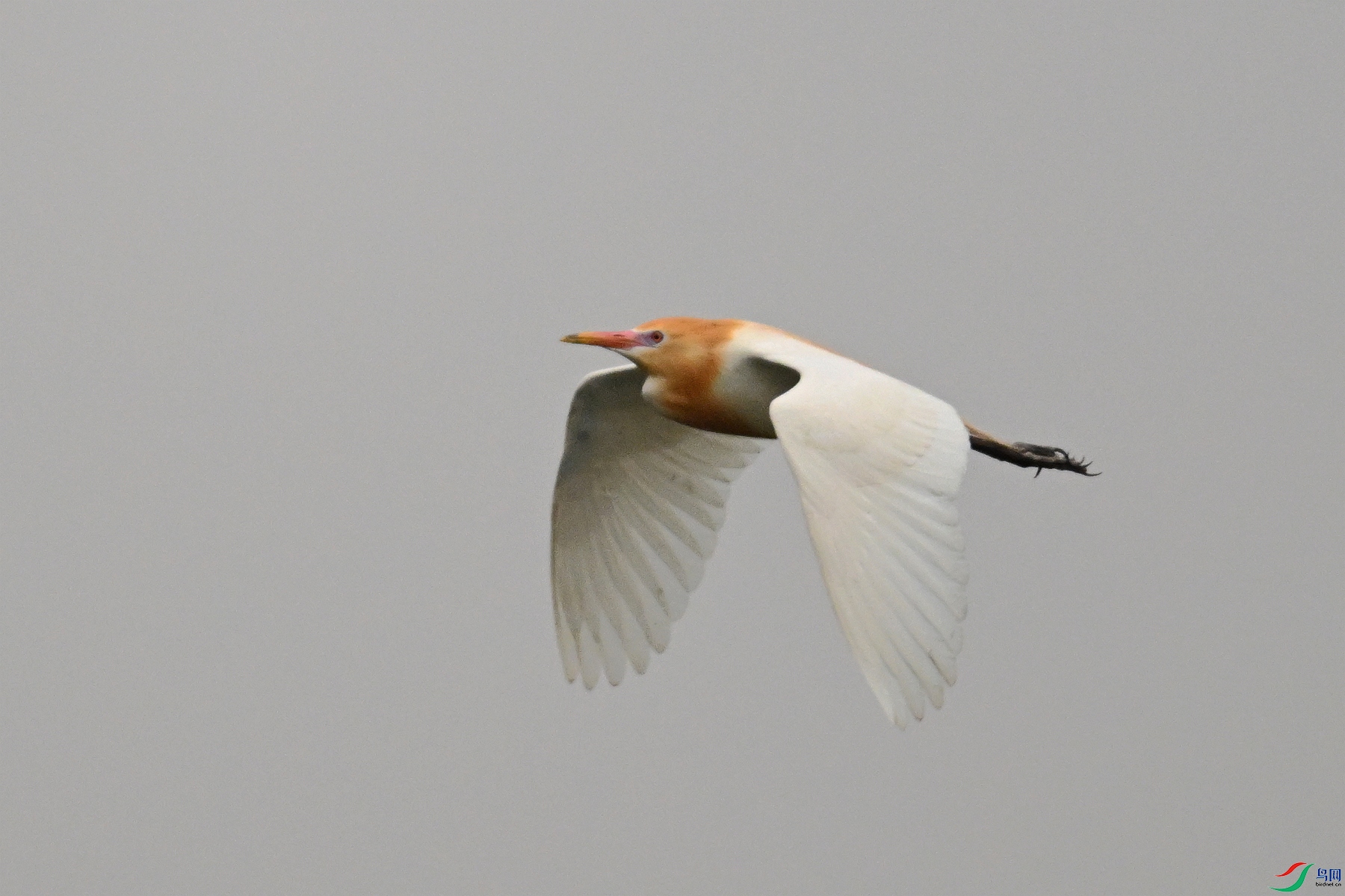 DSC_6296.JPG
