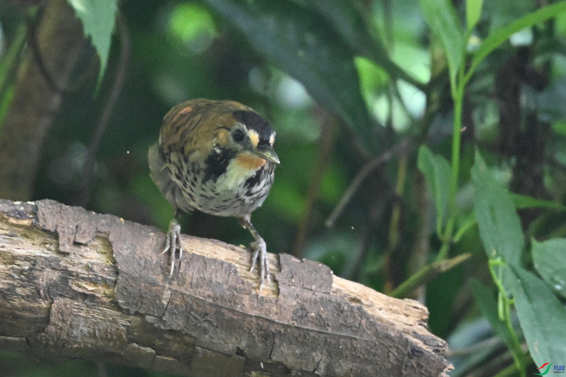 DSC_6337.JPG