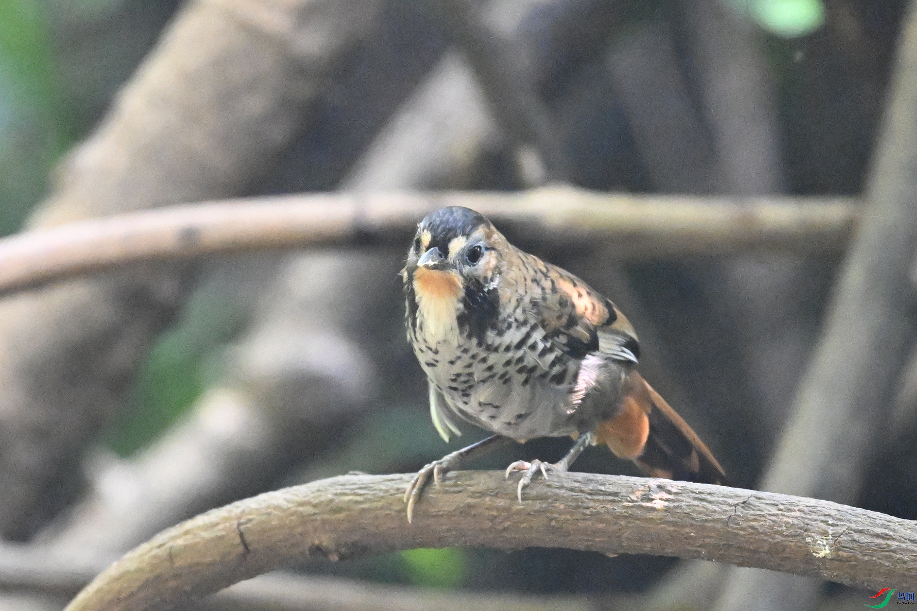 DSC_6338.JPG