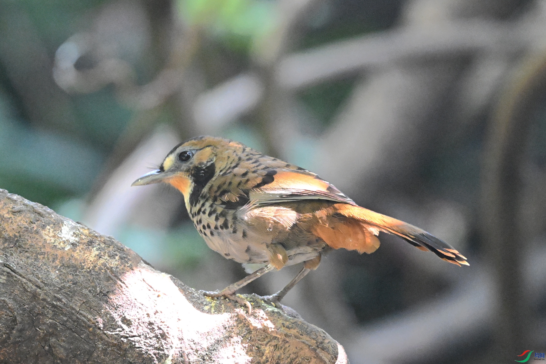 DSC_6343.JPG