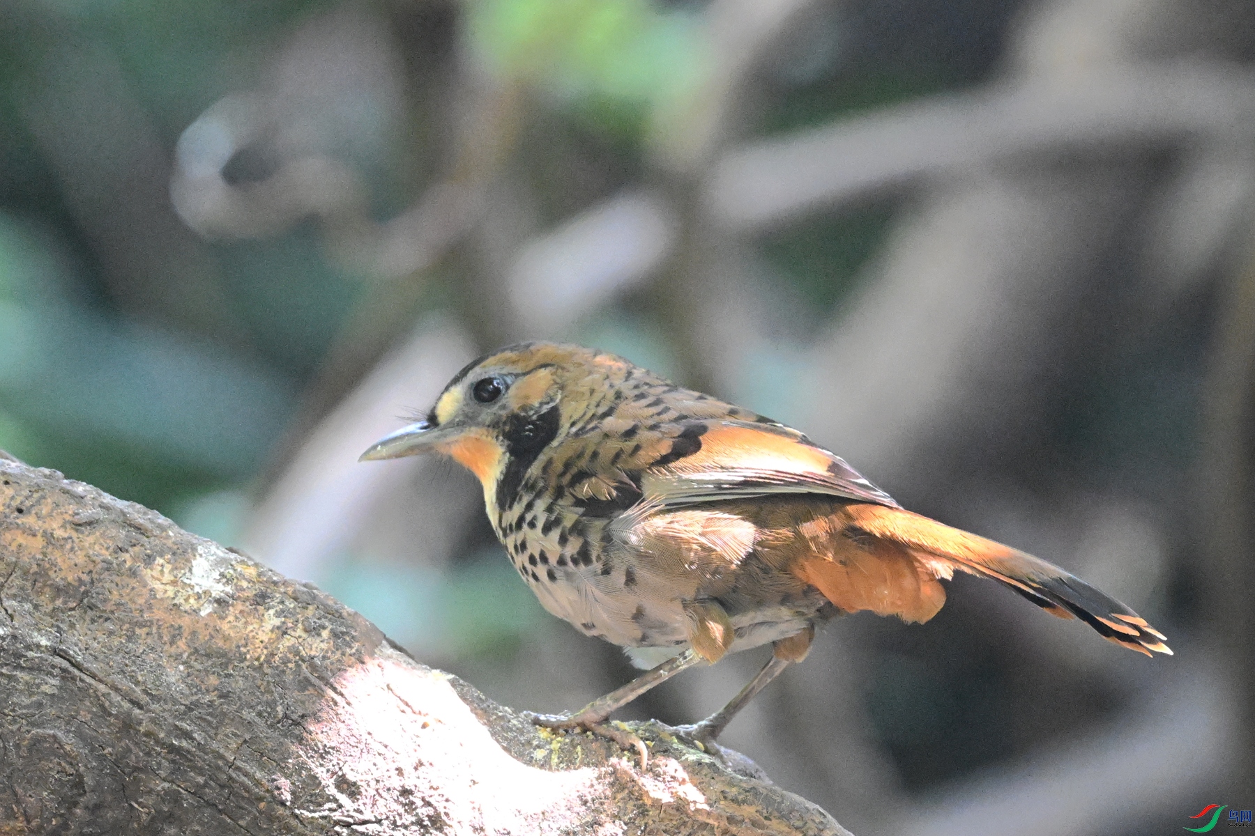 DSC_6345.JPG