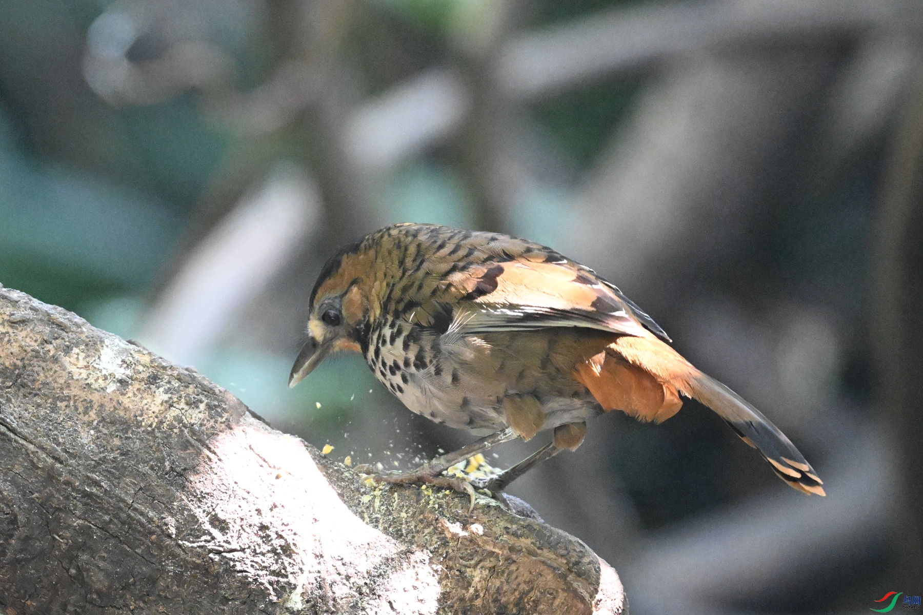 DSC_6347.JPG