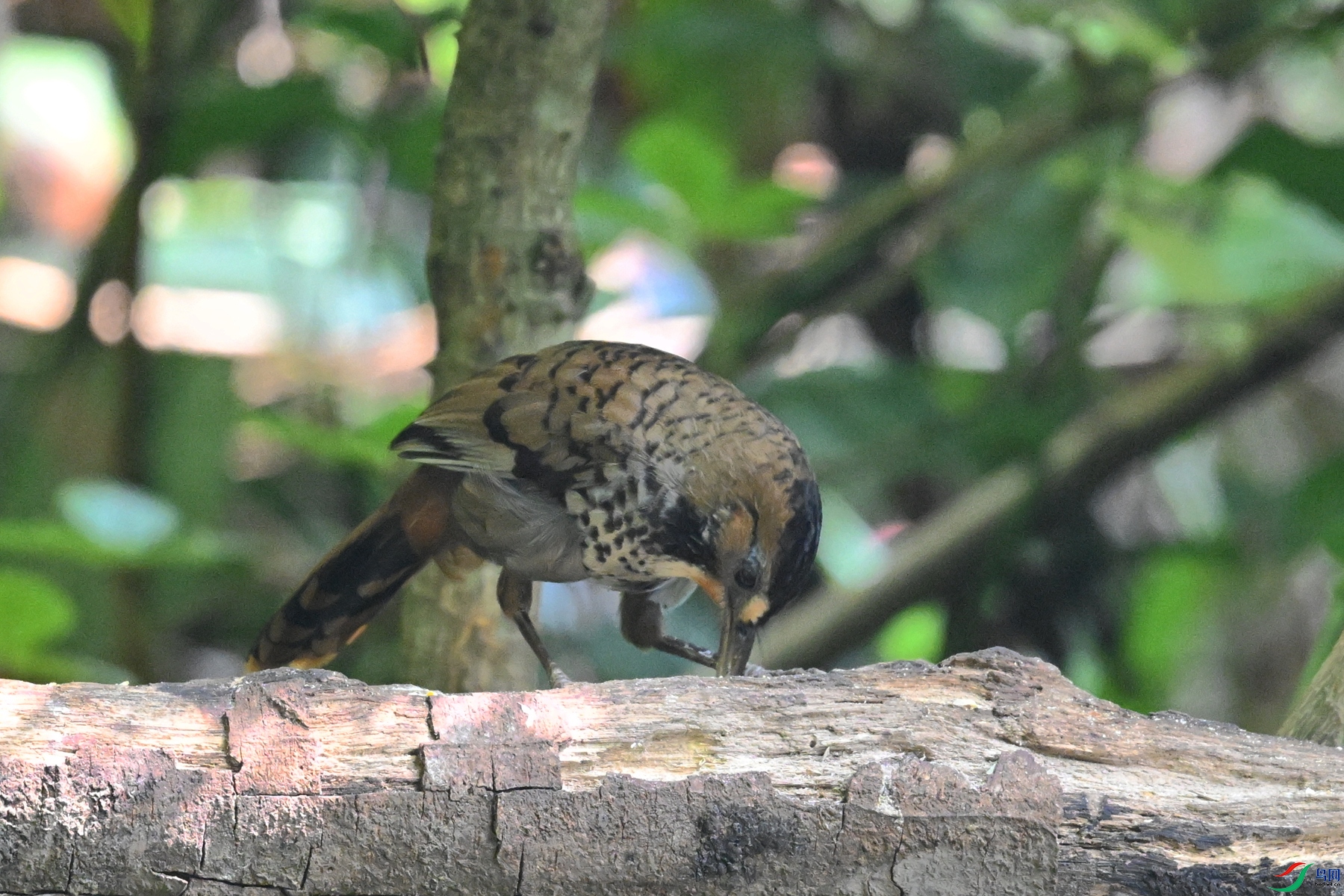 DSC_6323.JPG