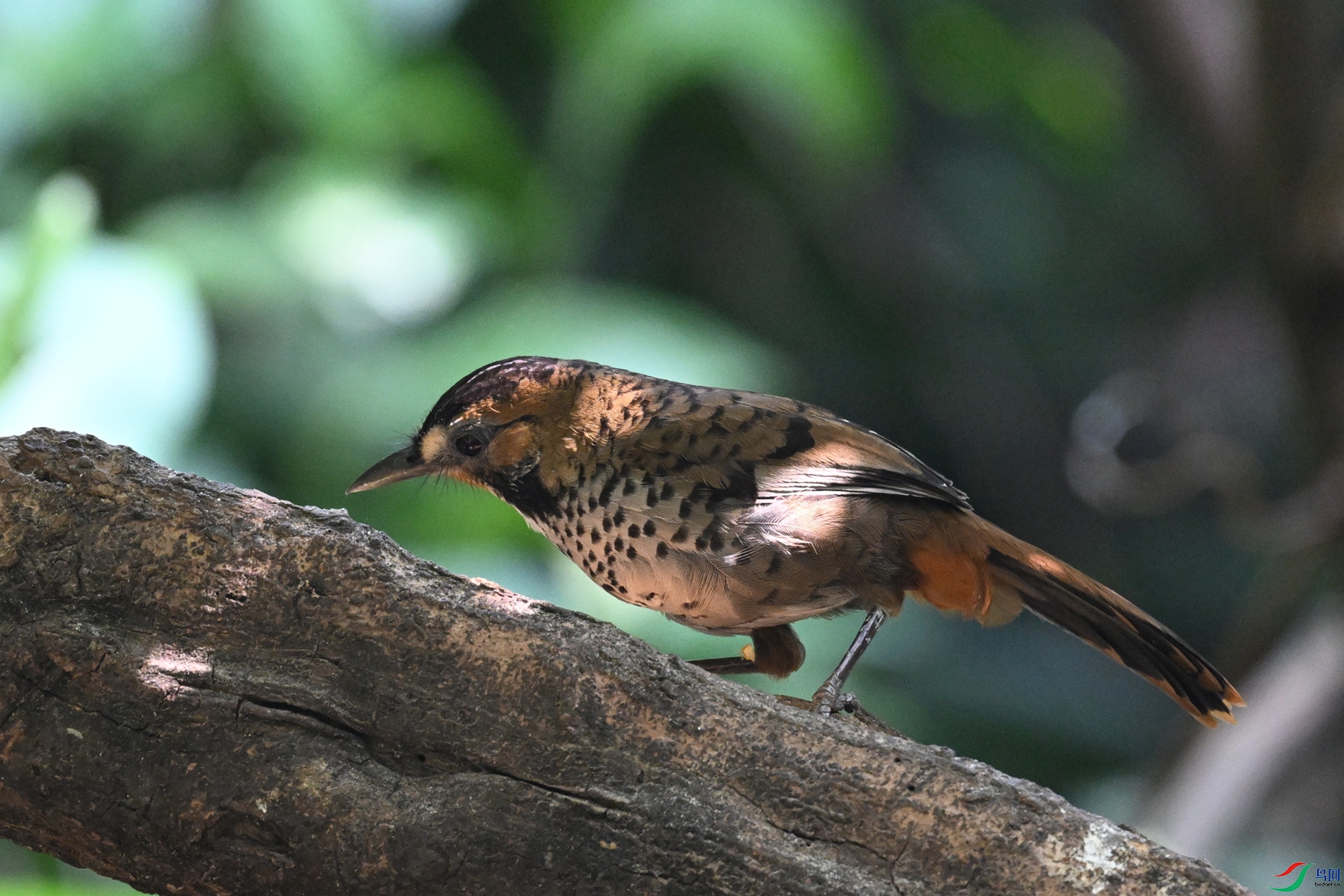 DSC_6353.JPG
