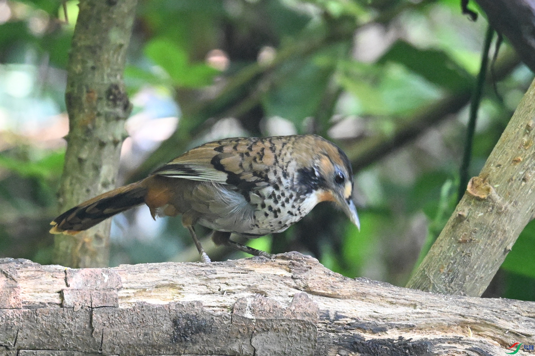 DSC_6334.JPG