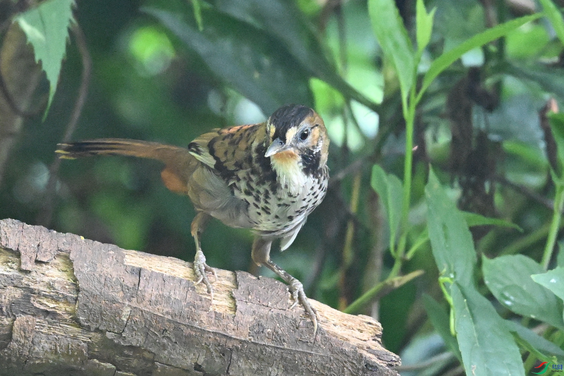 DSC_6336.JPG