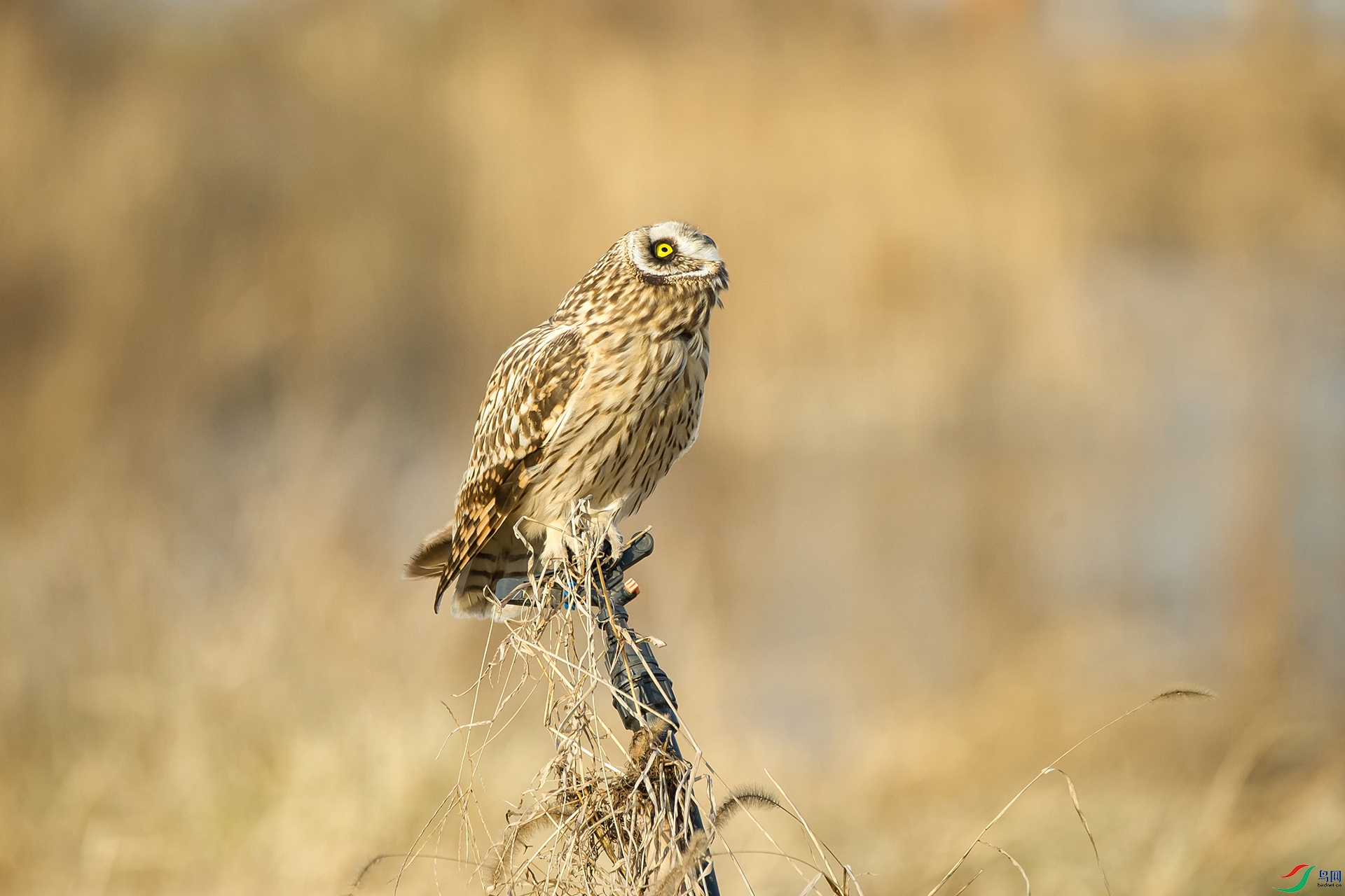 DSC_1041-20201221�ü�.jpg