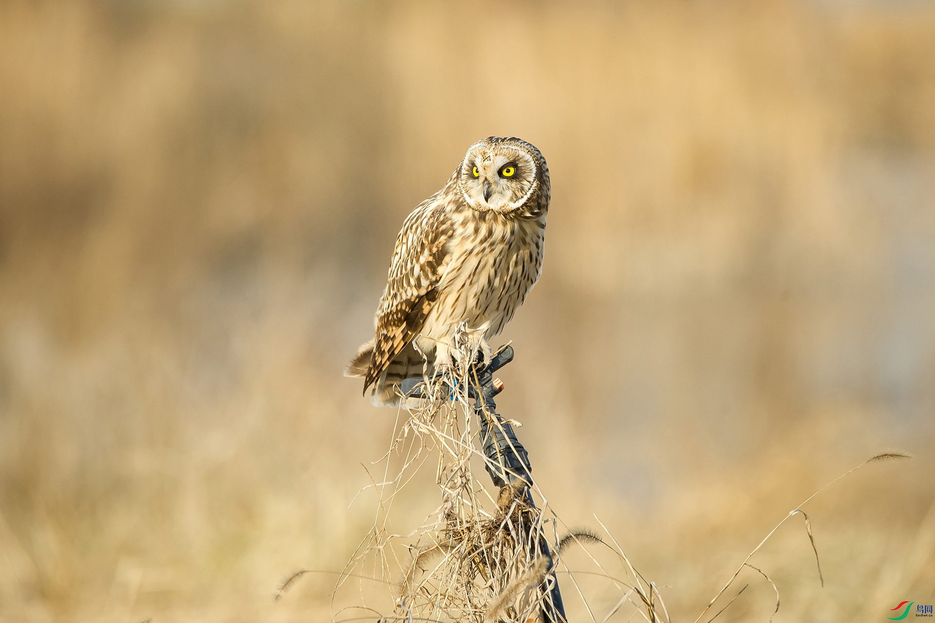 DSC_1047-20201221�ü�.jpg