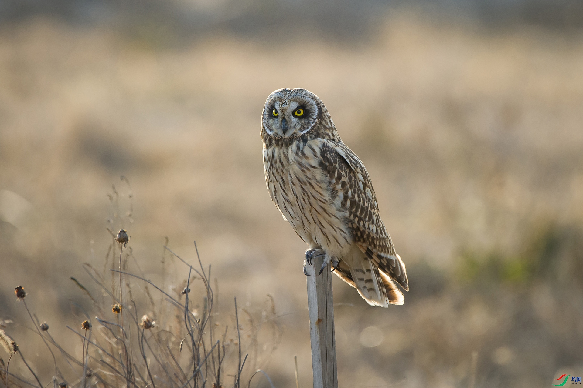 DSC_1095-20201221�ü�.jpg