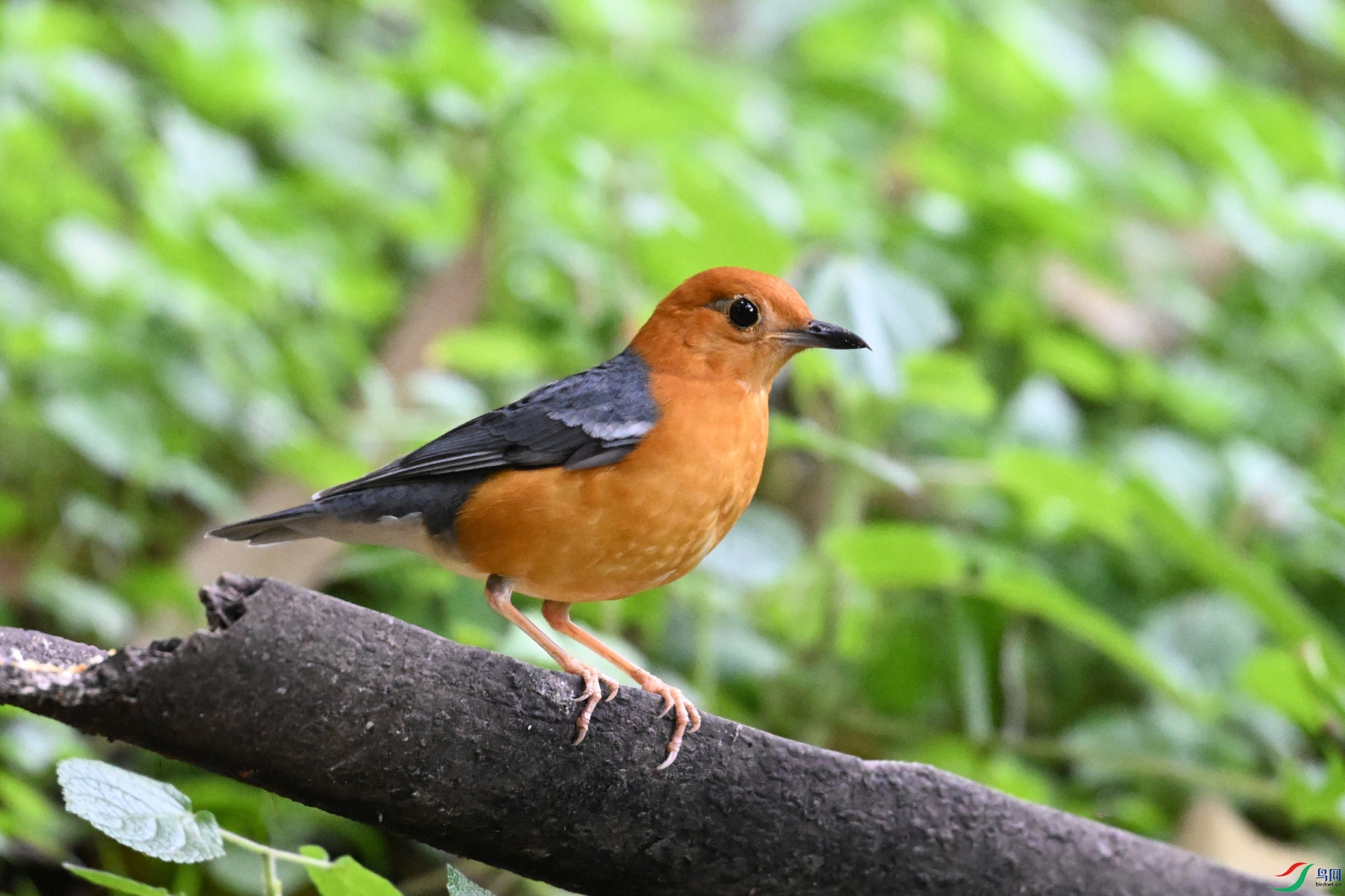 DSC_6378.JPG