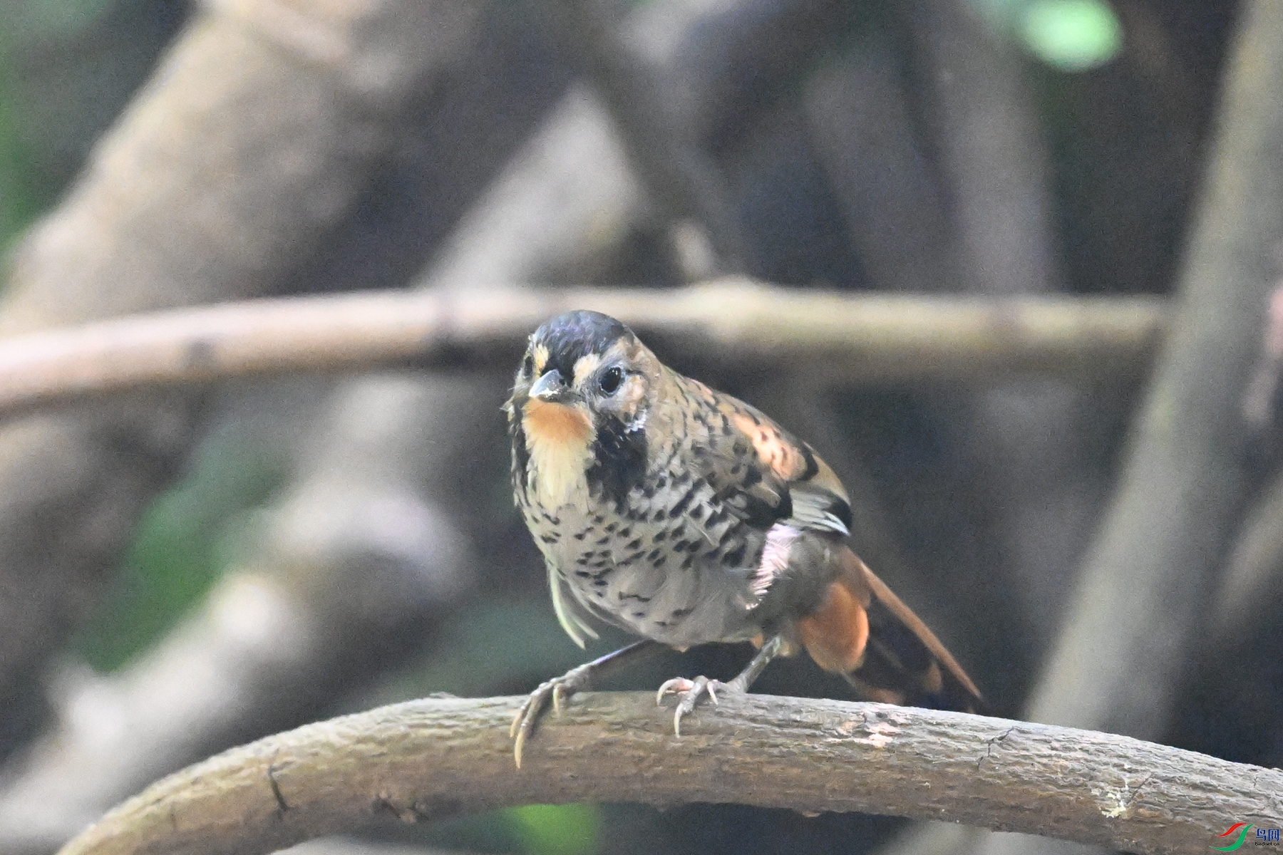 DSC_6339.JPG