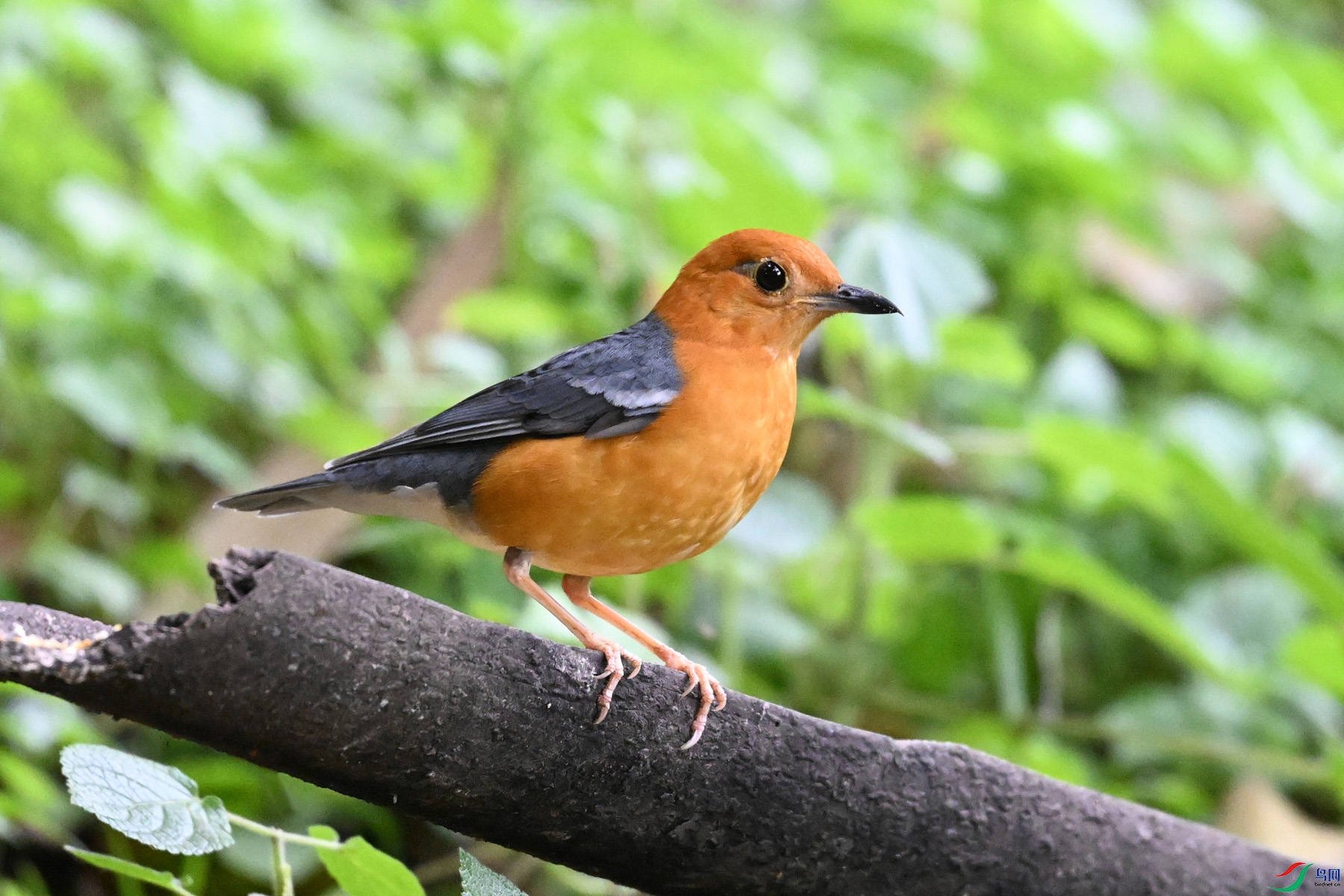 DSC_6379.JPG